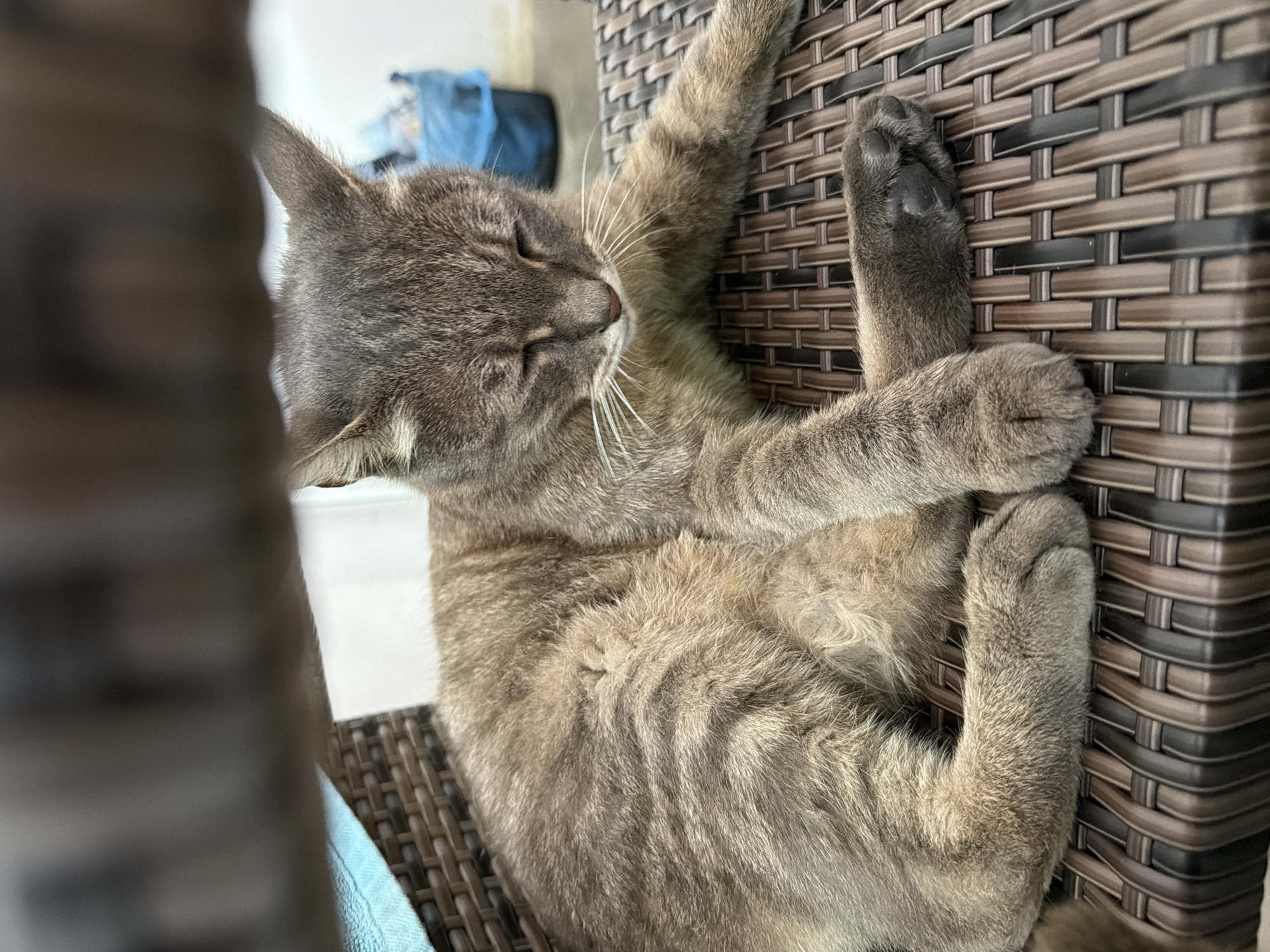 A medium shot shows a gray tabby cat sleeping on a brown wicker chair. The cat is curled up with its head resting on its paws. The cat's eyes are closed, and its ears are perked up. The chair is outdoors, and in the background, there is a blue trash can. The image is well-lit and the focus is on the cat. The cat is located on a patio in Prosena, Bulgaria.