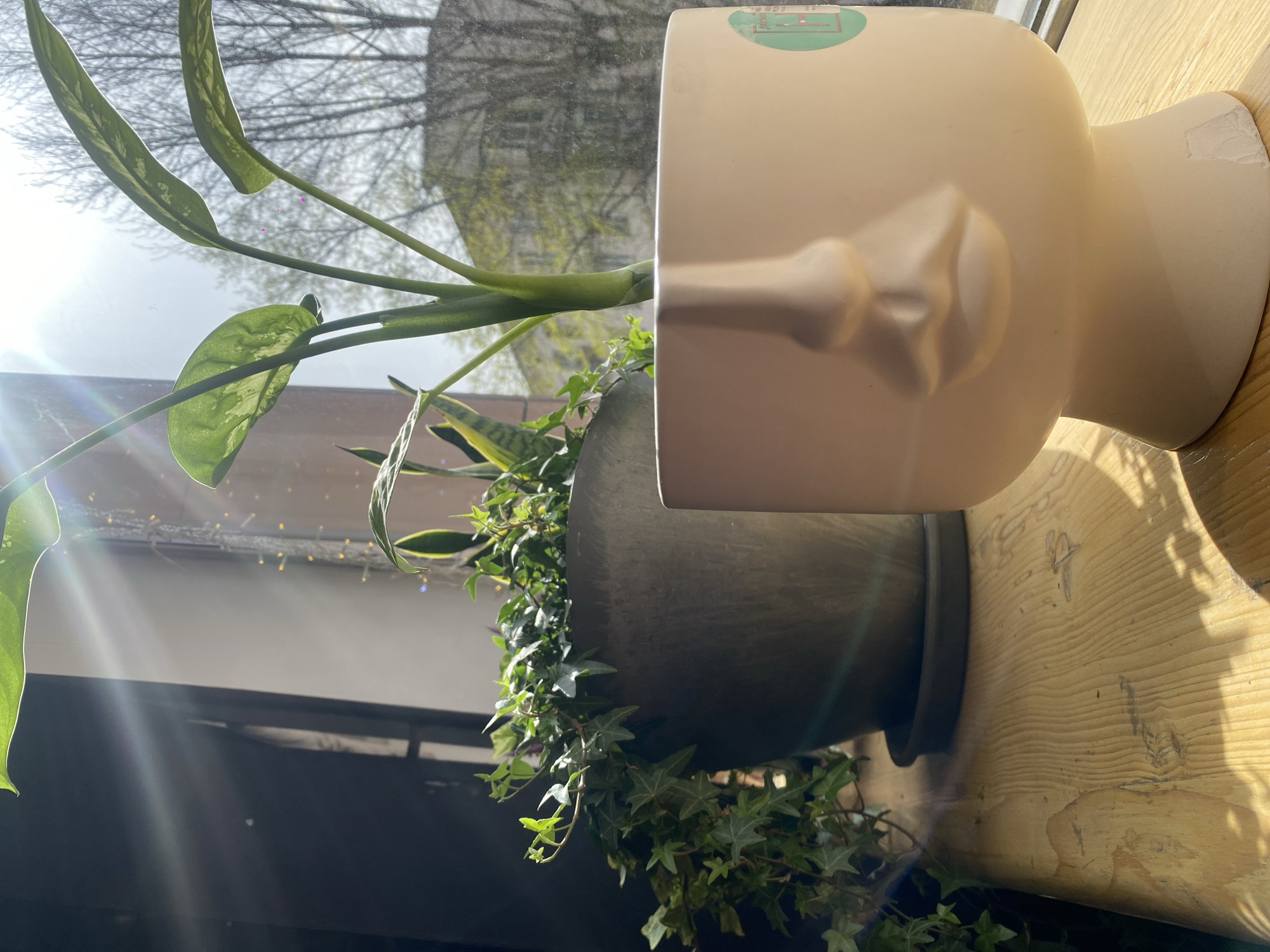 This image captures an indoor still life scene, likely on a windowsill or shelf, bathed in bright natural light, set in Moscow, Russia. The composition features several plants and a stylized head sculpture.
On the left, a large houseplant with variegated green and white leaves reaches upwards, illuminated by strong sunlight that creates distinct lens flares. Below it, a dark grey or black planter pot holds lush green ivy that cascades downwards, alongside a snake plant with yellow-edged leaves.
To the right, a smooth, cream-colored mannequin head is prominently displayed. It depicts a simplified facial profile, showing a nose and mouth. A small, round green and white sticker, featuring an unreadable inscription and a graphic that resembles a building or house, is attached to the top of the head. A minor chip is visible on the base of the head's neck.
Bright sunlight streams into the room from a window, indicating it is daytime, possibly morning or late afternoon. Through the window, an outdoor scene of bare tree branches is visible against a bright sky, suggesting late winter or early spring conditions in Moscow. The wooden surface on which the objects rest displays prominent grain patterns and what appear to be water stains. No people are visible, and no specific activity is taking place.