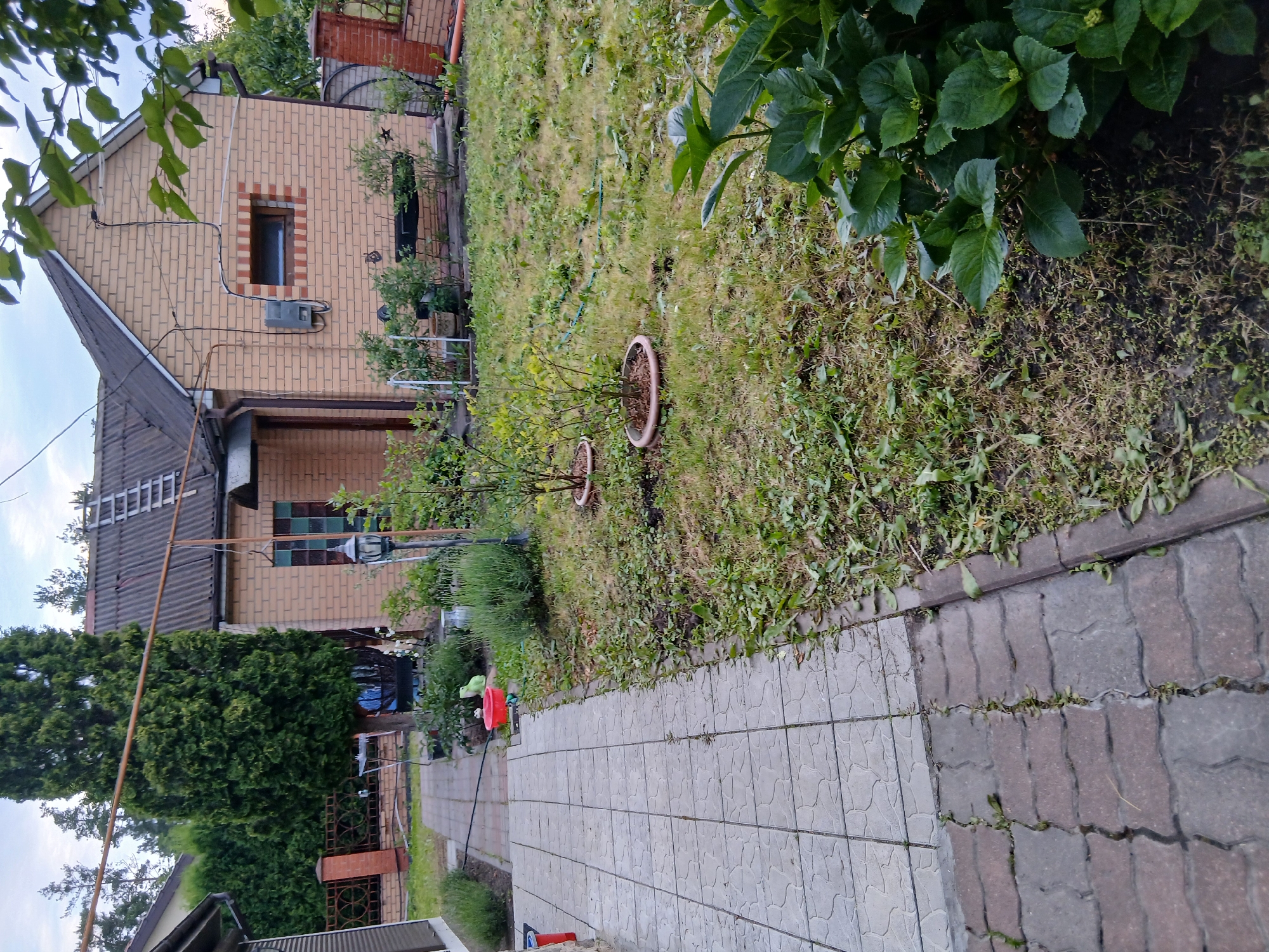 The image depicts a backyard in Vita-Poshtova, Ukraine, featuring a light-colored brick house with a grey, corrugated roof. A white ladder is propped against the roof. To the left of the house, a paved pathway made of grey concrete tiles leads into the yard, bordered by a darker, interlocking paver path. The yard itself is covered in grass and scattered with debris, suggesting recent yard work. Several small trees in pots are visible, along with a large green shrub in the foreground. A red bucket and a green frog figurine are also present in the yard. A tall evergreen tree stands to the left of the house, and a fence is visible in the background. The sky is overcast, and branches of a tree overhang the top right of the frame.