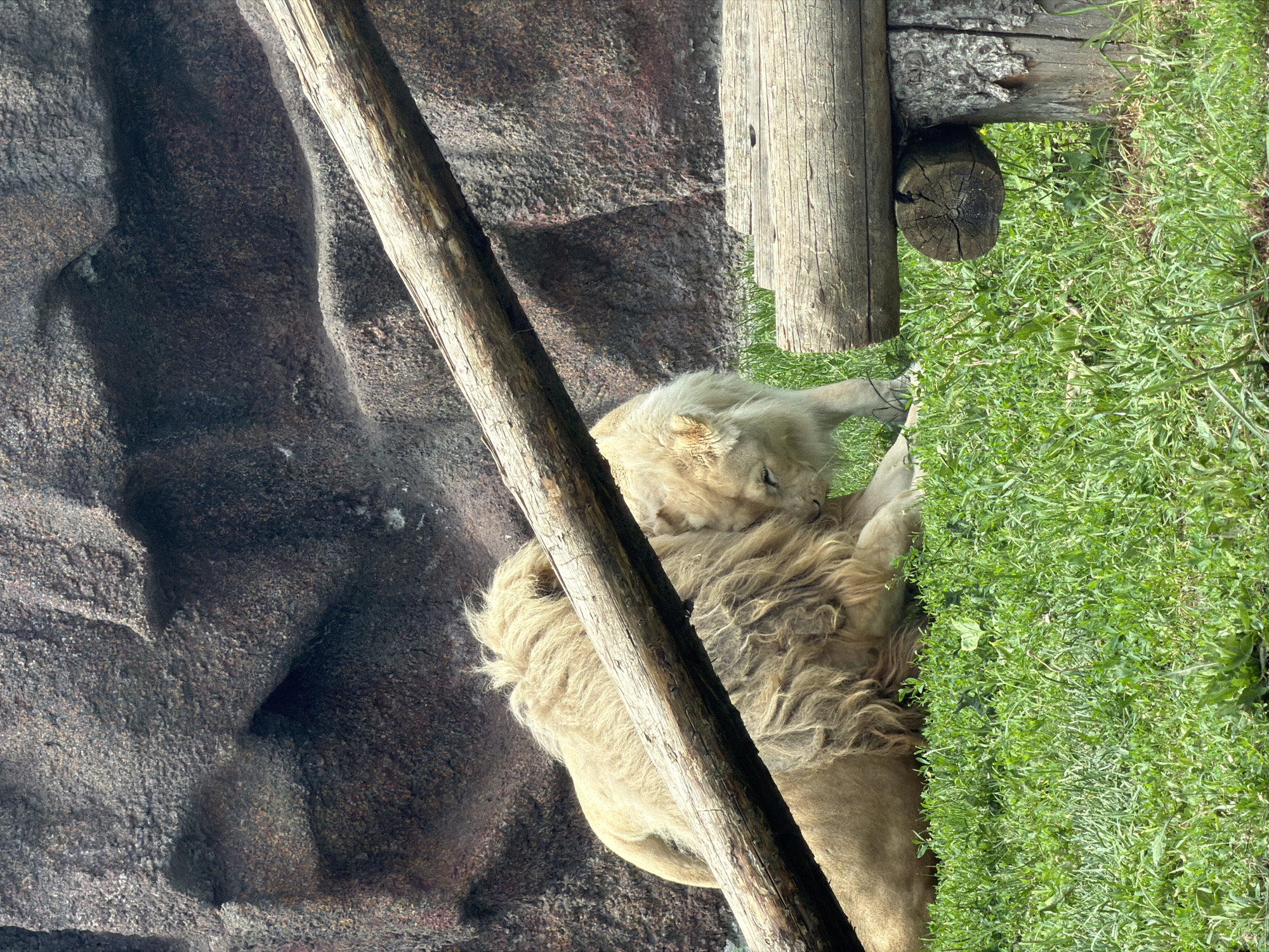 The image shows two lions, one adult male with a prominent mane and a younger lion, resting on a grassy area next to a rocky enclosure. The adult male lion is lying down, facing left, with his mane spread out. The younger lion is nestled close to the adult, with its head resting on the adult's back, appearing to be grooming or nuzzling.
The setting includes a textured, dark grey rocky wall, a thick wooden log standing vertically to the right of the frame, and a smaller, rough log horizontally positioned near the top right corner. A diagonally placed wooden pole runs through the center of the image, obscuring parts of the lions and the rock face. Lush green grass covers the ground to the right of the lions and the logs.
The lighting suggests it is daytime, with sunlight casting shadows. The overall mood appears peaceful and relaxed, as the lions are resting and interacting affectionately. There are no visible signs of text in the image. The location context of Izhevsk, Russia, does not provide specific visual cues within the image itself.
