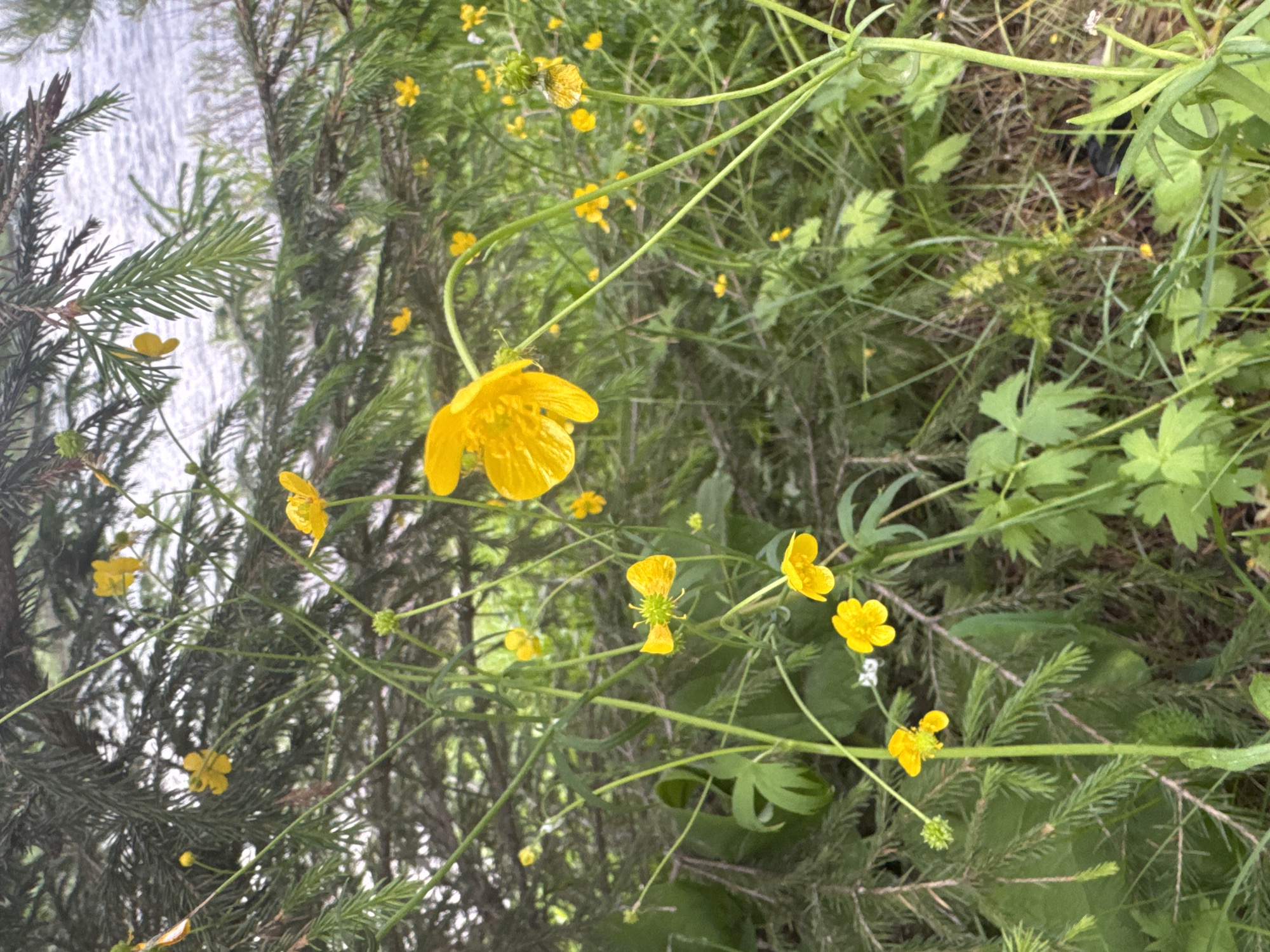 The image depicts a cluster of bright yellow buttercup flowers in the foreground, with their delicate petals glistening. They are interspersed with green foliage and stems, some of which are bent and reaching. In the background, the dark green branches of a fir tree dominate the upper portion of the frame, with hints of a body of water visible through the needles. The overall setting appears to be a natural, outdoor environment. The image does not provide any specific information or context related to the city of Narva, Russia.