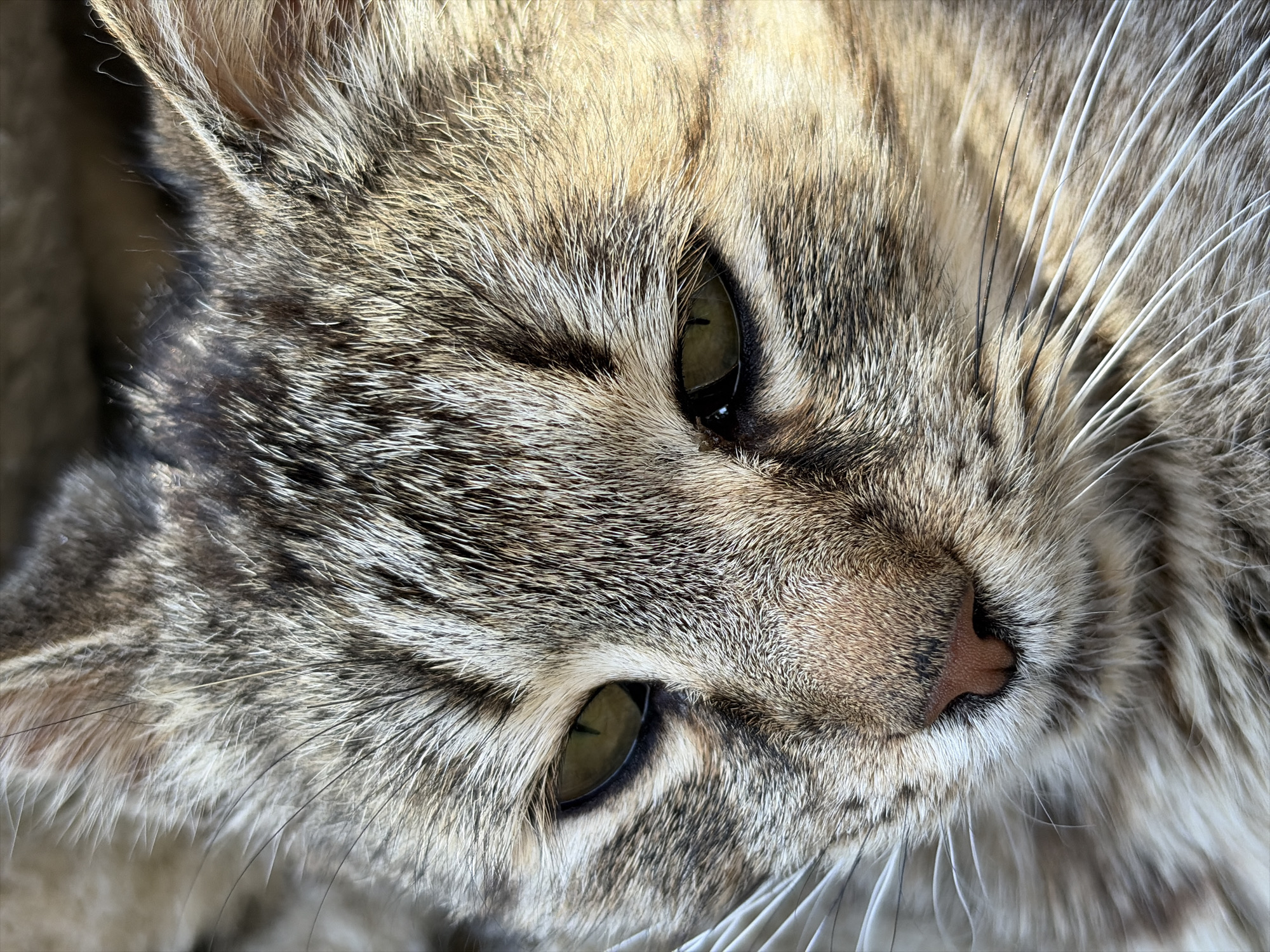 A close-up shot shows the face of a tabby cat. The cat has green eyes, a pink nose, and white whiskers. The cat's fur is a mix of brown, gray, and white. The scene takes place in an unknown location.