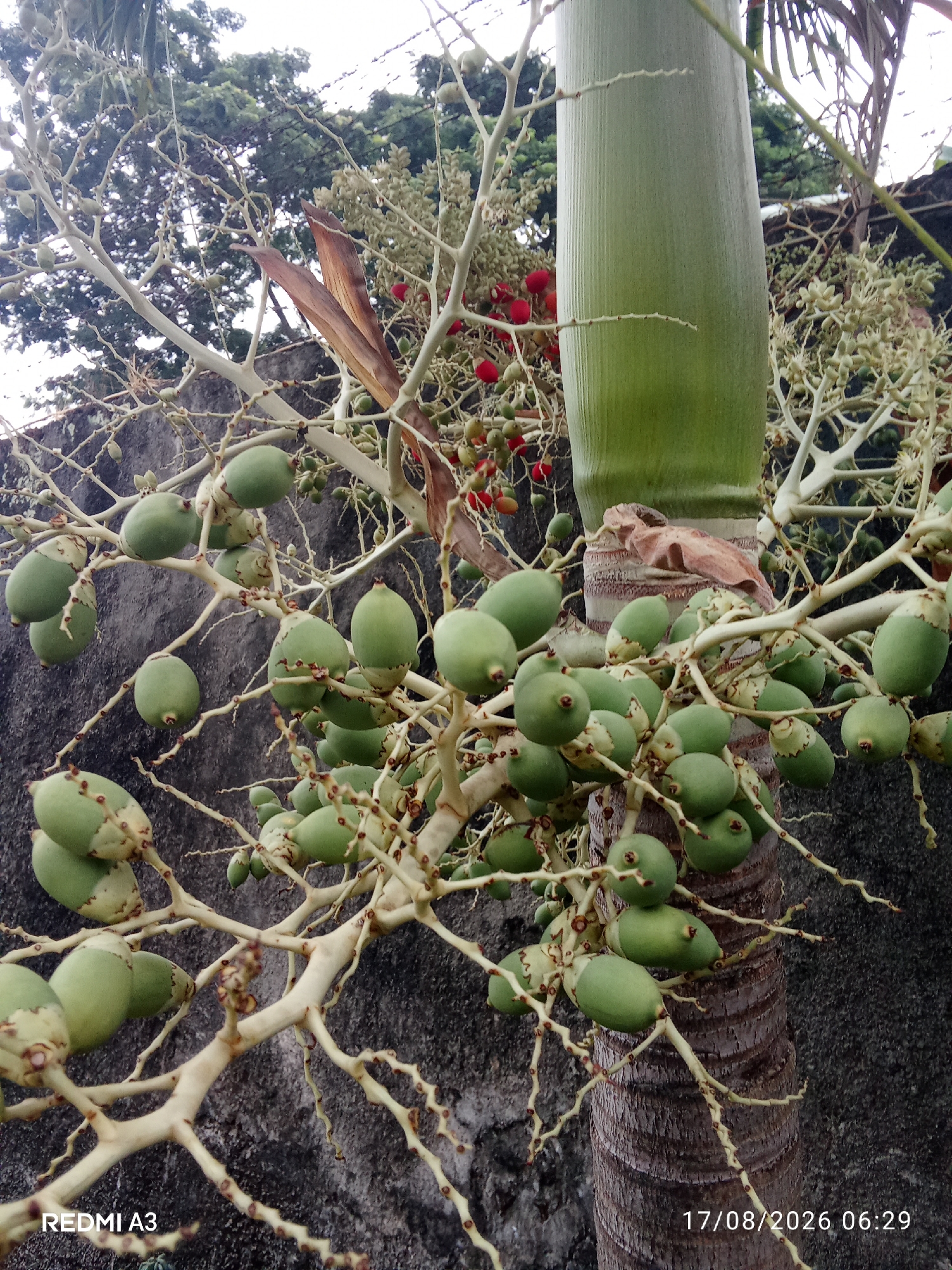 A medium shot captures a cluster of green, oval fruits growing on the branches of a palm tree, with a large, textured green trunk visible to the right. The fruits are arranged in bunches, some appearing slightly elongated with lighter tips. The branches are a light brown, with a tangled, organic pattern. In the background, a rough, dark gray stone wall is visible, with green foliage and a cloudy sky peeking through from the upper left. Red berries are scattered amongst the lighter green fruit clusters. The timestamp "17/08/2026 06:29" and "REDMI A3" are superimposed in the lower right and lower left corners of the image, respectively. The scene appears to be outdoors in a semi-urban or garden environment, possibly in Cemani, Indonesia, given the metadata. There are no people or animals present in the frame.
