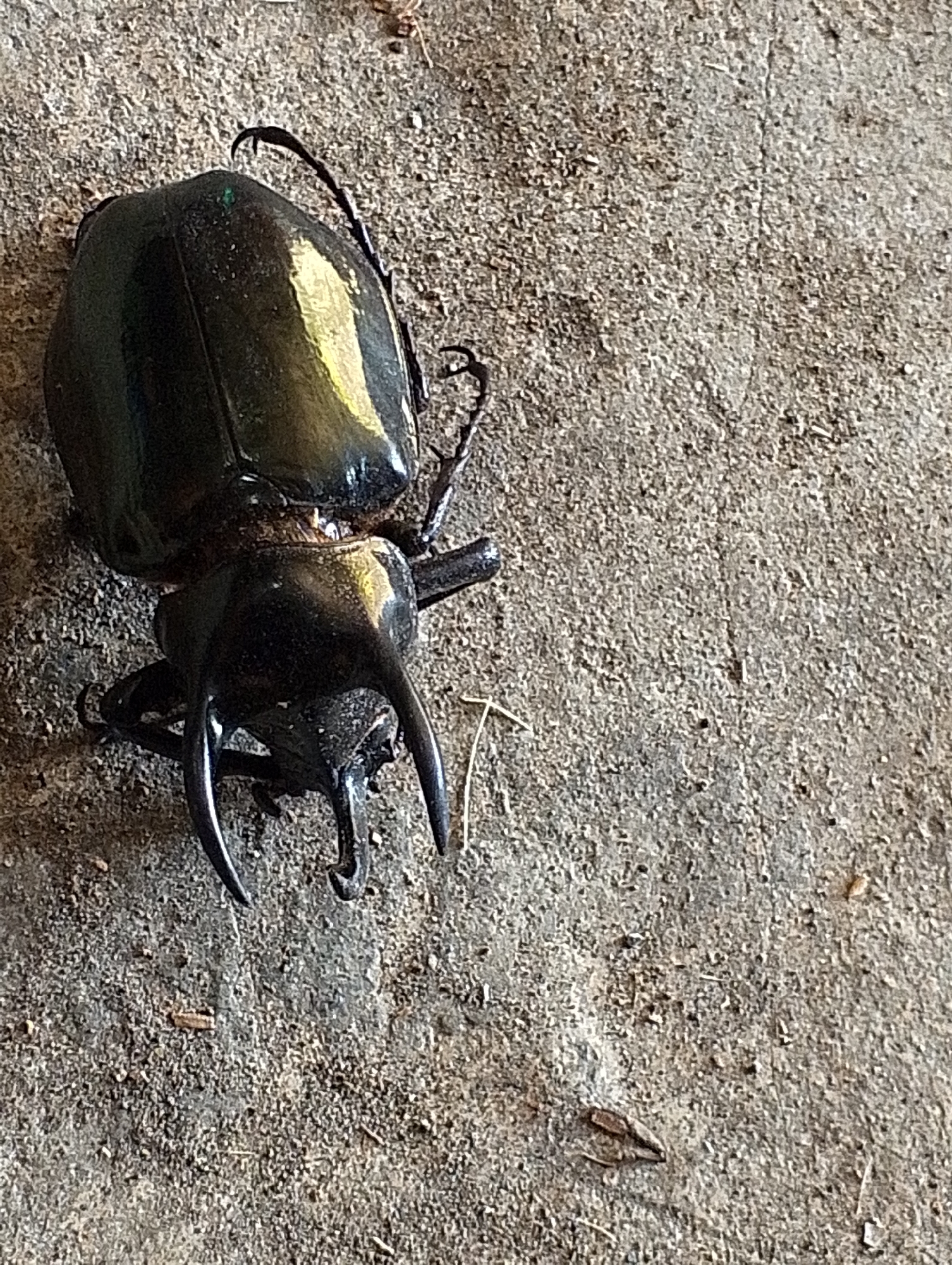 A deceased rhinoceros beetle, identified by its prominent horns, lies on a rough, grey concrete surface. The beetle is black and iridescent, with its carapace reflecting light. Its legs are visible, some tucked beneath its body, while others extend outwards. The concrete surface appears to be outdoors, with a textured, granular appearance, and there are a few small specks of debris scattered around the beetle. The scene is devoid of human presence and any visible context of the city of Tomohon, Indonesia.