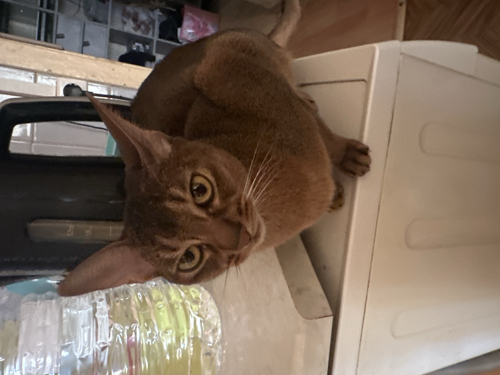 A brown Abyssinian cat is perched on a white appliance, possibly a refrigerator or washing machine. The cat is looking down towards the camera, with its head tilted and large yellow eyes visible. A plastic bottle filled with a yellowish liquid is visible near the cat's face. In the background, there are shelves and other objects. There is no evidence this image was taken in Moscow, Russia.