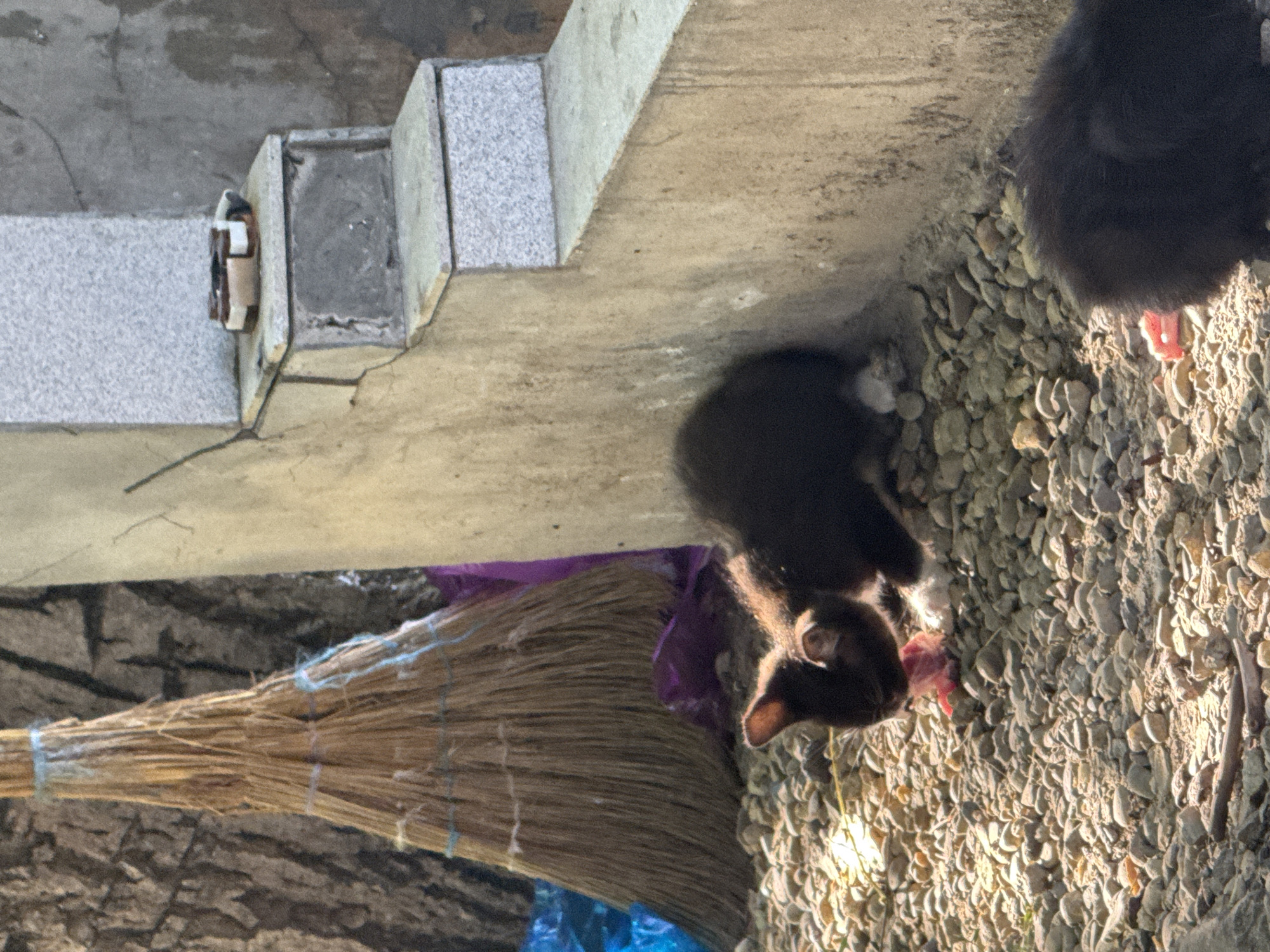 In a sunlit outdoor environment with a gravel ground, a black kitten is observed eating raw meat. To the left of the kitten, a broom made of straw stands upright against a rough-textured wall. Behind the broom, blue and purple plastic sheeting is visible. To the right of the kitten, a concrete structure with granite steps rises, topped by a small object resembling a packaged food item. In the foreground, another black furry object, possibly a second kitten or part of the same kitten obscured, is partially visible, also with raw meat. The scene appears to be in an urban setting, possibly a backyard or alleyway, in Таганрогский, Russia.