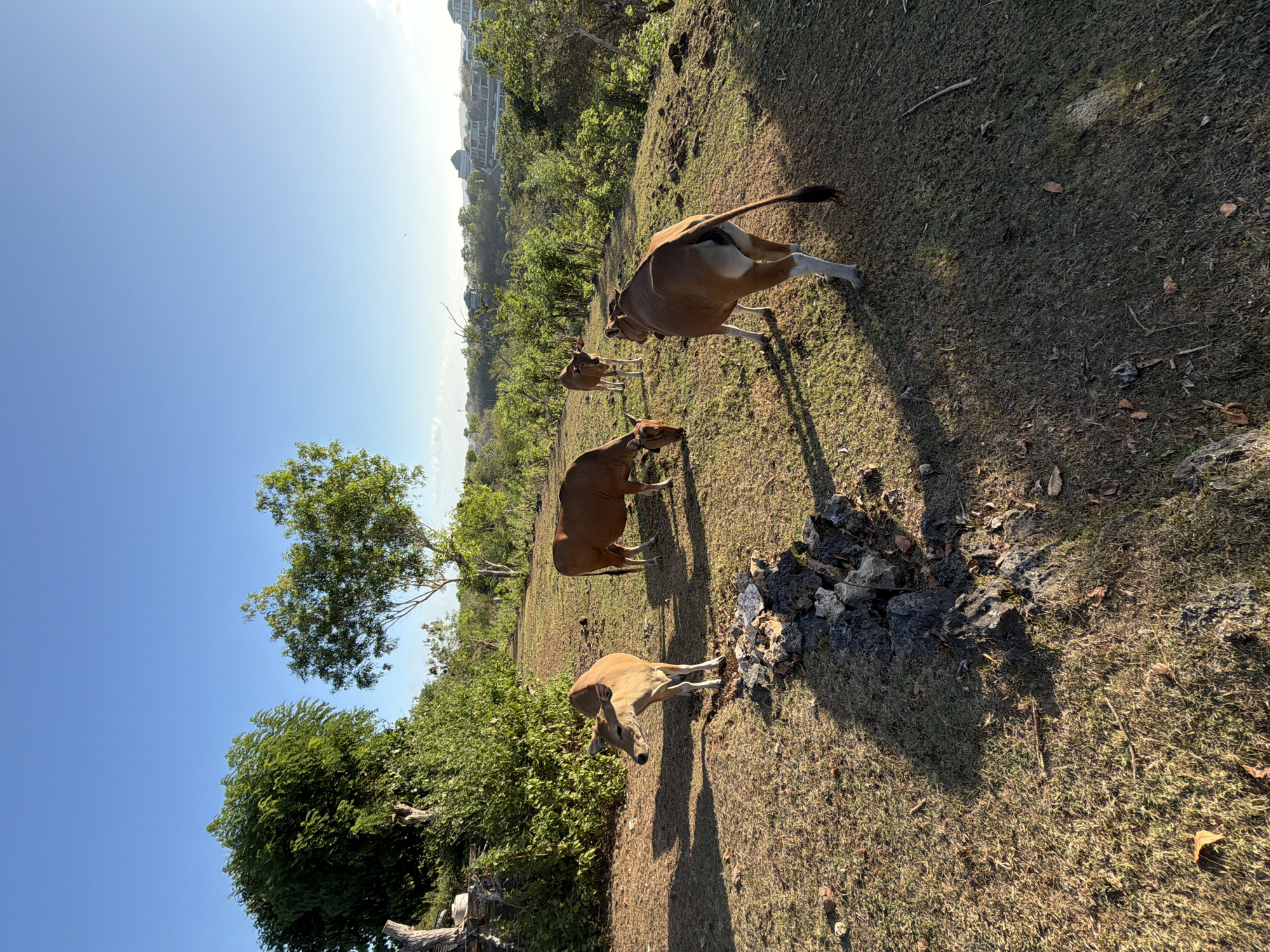 In Kuta Selatan, Indonesia, on a sun-drenched grassy hillside, four cows are grazing. The sky above is a clear, bright blue. The foreground is dominated by dry, brown grass with scattered rocks and fallen leaves. Two cows are in the mid-ground, one grazing with its head down, and another facing left, looking alert. Further into the background, two more cows are visible, one grazing and another facing away from the camera, its hindquarters and tail clearly visible. Lush green trees and vegetation line the slope behind the animals, leading to a distant view of buildings and a hazy horizon. The lighting suggests it is either early morning or late afternoon, casting long shadows across the landscape.