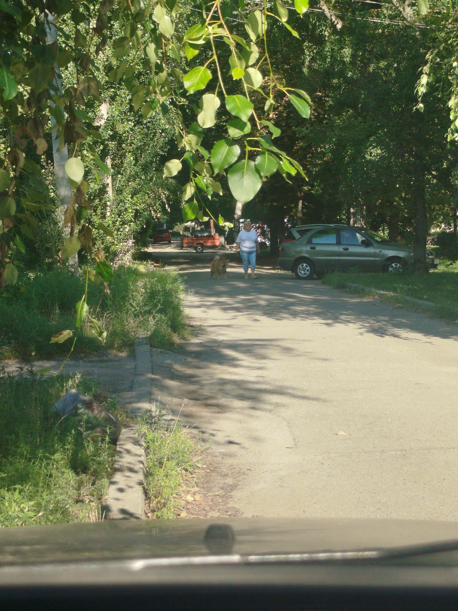 The image captures a scene on a paved road flanked by lush green vegetation and trees, suggesting an outdoor urban setting. In the middle ground, a woman, dressed in a light-colored t-shirt and blue jeans, walks a brown, medium-sized dog on a leash. The dog appears to be walking ahead of her. To the right of the woman, a green hatchback car is parked on the side of the road. In the background, another vehicle, a red trailer, is visible. The overall environment is shaded by trees, with sunlight dappling the road surface. The image appears to have been taken from a vehicle, as indicated by the blurred foreground elements. The presence of a paved road, parked cars, and pedestrian activity suggests this location is likely a street or park path within the city of Kremenchuk, Ukraine.