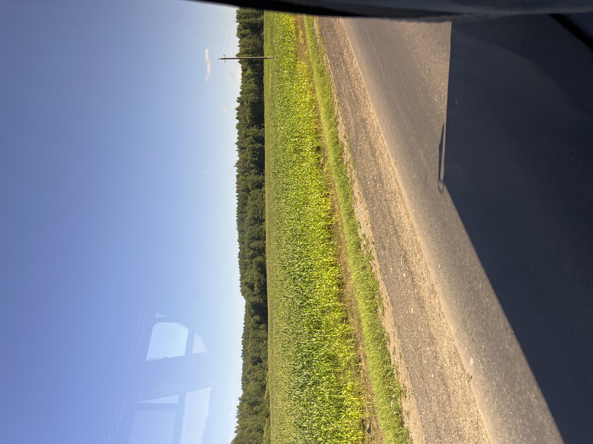 The image depicts a rural landscape with a vast field of green corn plants stretching towards a dense forest line under a clear blue sky. A dirt road runs alongside the cornfield, transitioning into a paved road in the foreground, where the dark shadow of a vehicle is cast. A single utility pole stands in the distance near the forest's edge. The scene appears to be captured from the perspective of a moving vehicle. The location is specified as Юнькаўскі сельскі Савет, Belarus.