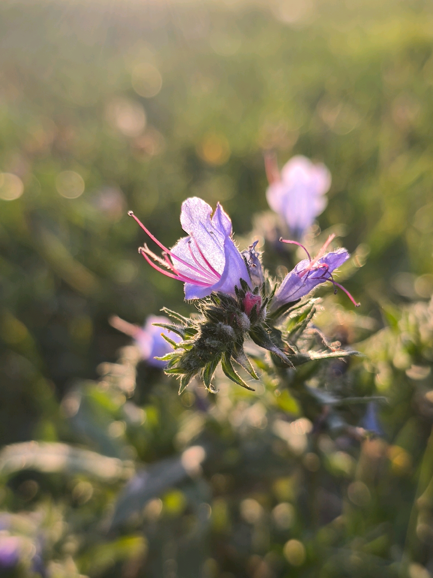This is a close-up, eye-level shot of a flowering plant, likely a Viper's Bugloss (Echium vulgare), bathed in soft, golden sunlight. The shallow depth of field blurs the background into an impressionistic wash of greens and bokeh lights. The primary subject is a cluster of delicate, trumpet-shaped, lavender-blue flowers with prominent pink stamens. One flower is in sharp focus, revealing its textured petals and the fine hairs on its stem. Another partially bloomed bud, with a reddish hue, is visible beneath. The overall impression is one of natural beauty and tranquility. This scene is located in the city of Mahilyow, Belarus.