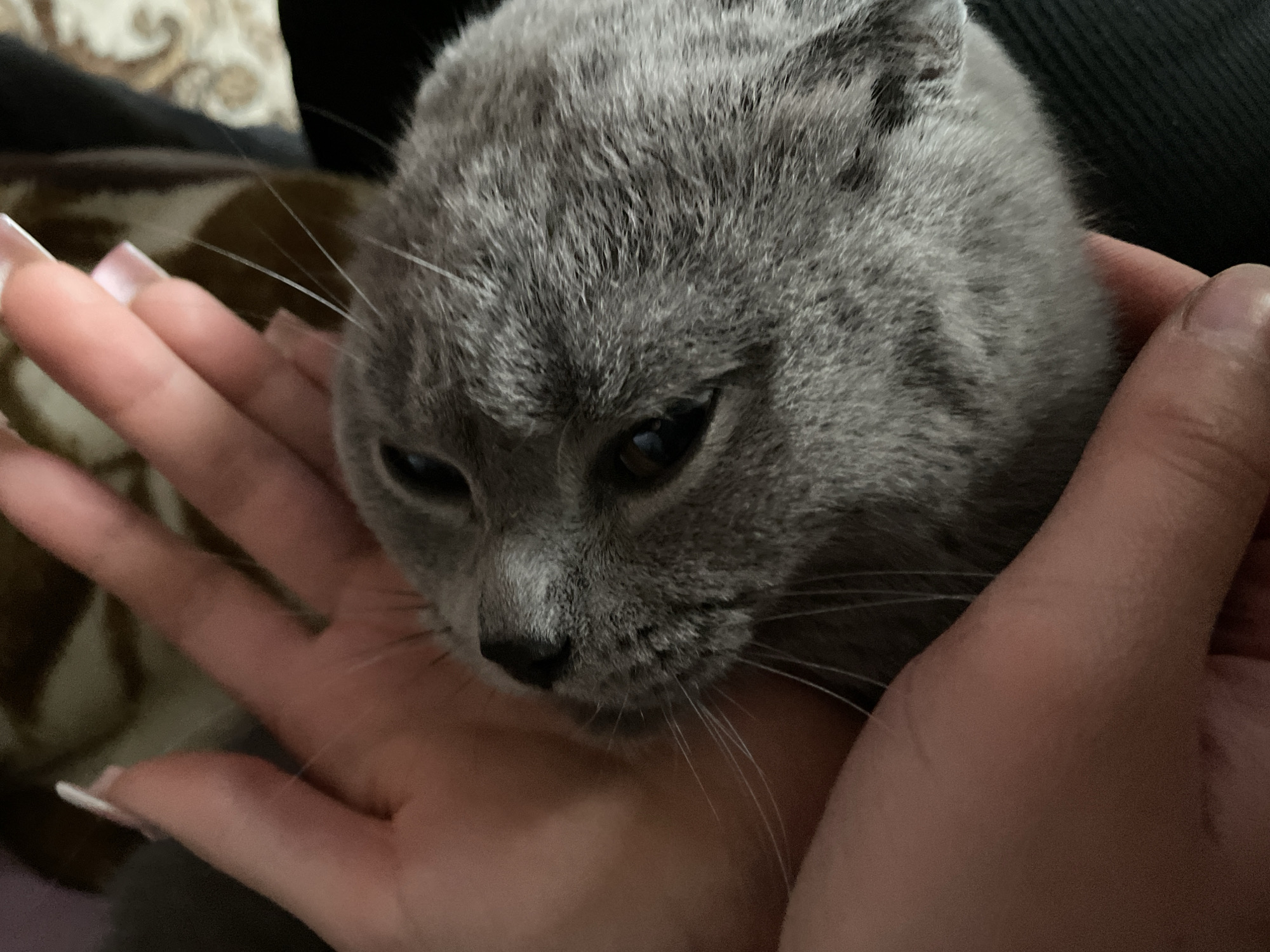 A close-up shot features a gray cat nestled within the palms of two hands. The cat has a short, dense coat of gray fur and a small black nose. Its eyes are partially closed. The hands holding the cat have manicured fingernails with a white French tip design. The background is blurred, showing a patterned surface and a dark area. There is no information in the image or its crops about a location or city.