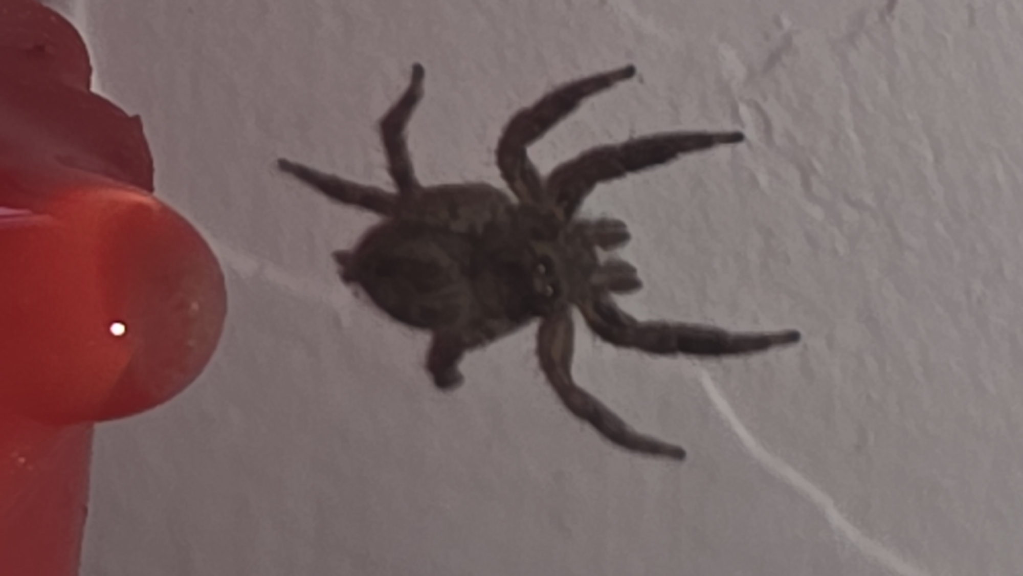 A brown spider is positioned on a white surface, possibly a wall. To the left of the spider is a blurred, red object. The spider is oriented with its legs outstretched, appearing to be stationary on the surface. The background is a slightly textured white. There are no people present in the image. The location is purportedly Bac Nha Trang Ward, Vietnam, although this cannot be verified from the image alone.