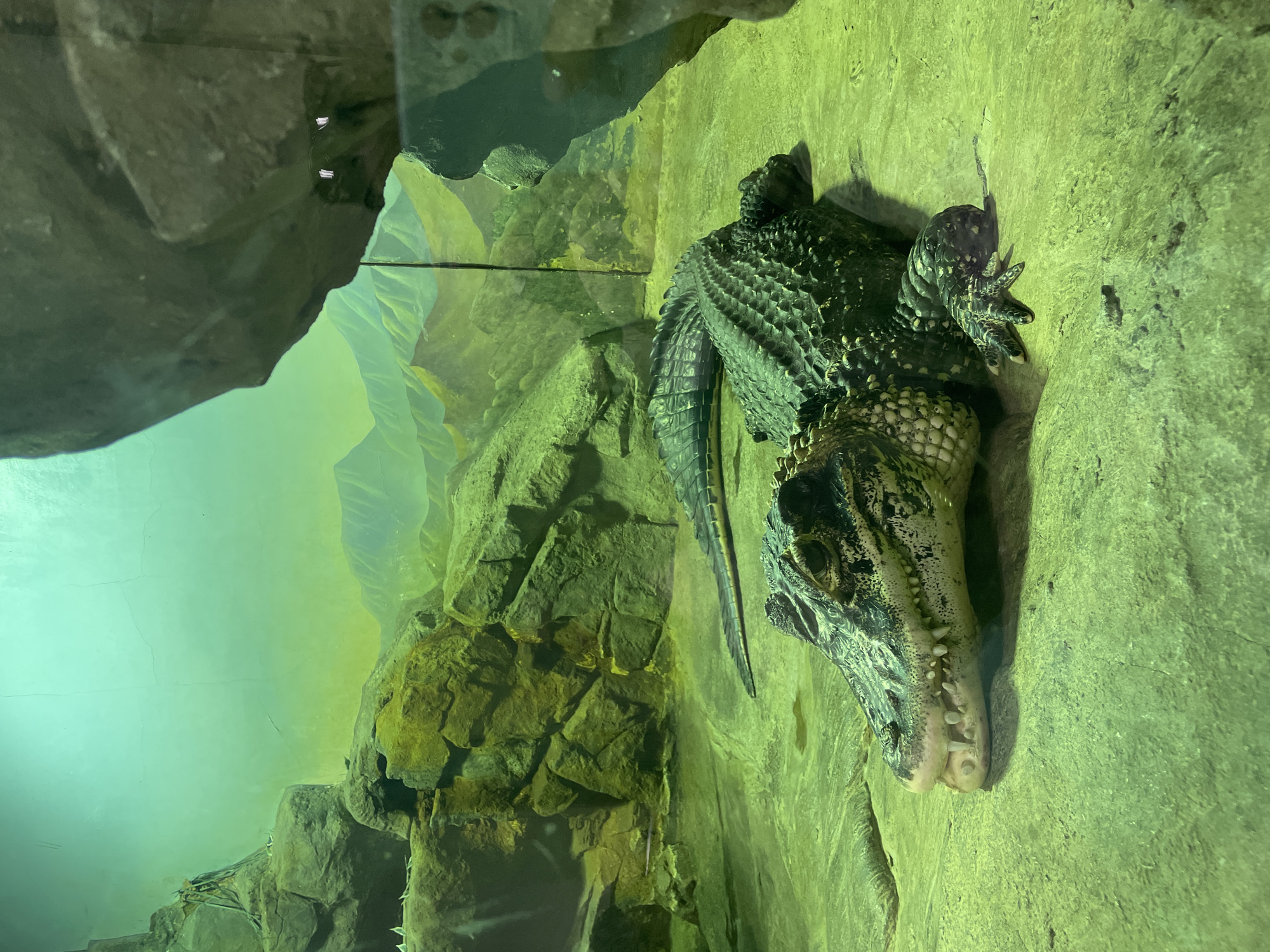 The image depicts a crocodile lying against a rock wall in an enclosure. The crocodile's scales are visible, and its head is turned towards the camera. The enclosure has a green hue, and there are simulated rocks and a backdrop resembling a canyon. Based on the visual cues resembling the exhibit design and common animal collections, it's plausible that the crocodile is within a zoo or aquarium. Without additional information, a precise location in Moscow, Russia, cannot be confirmed.