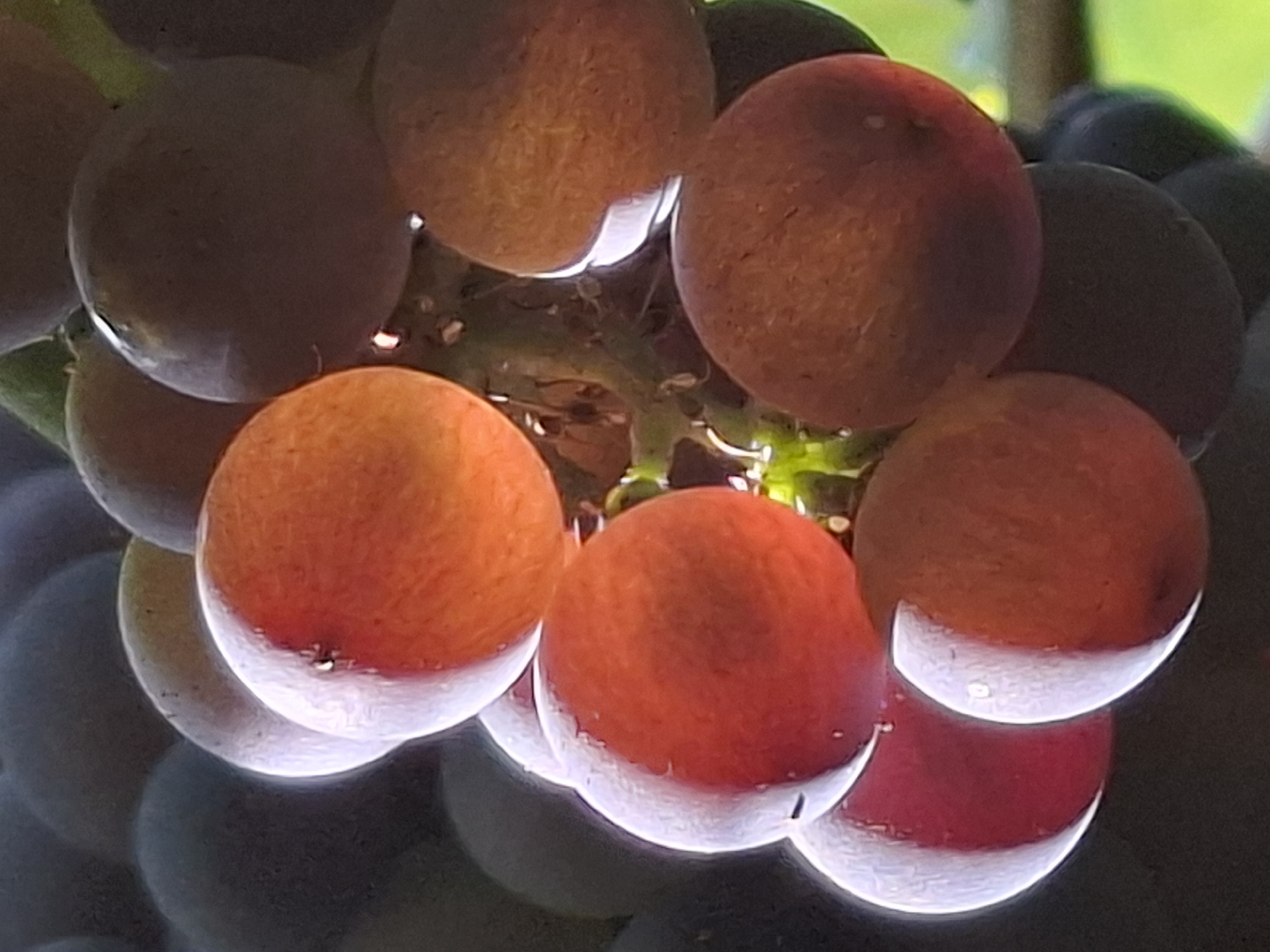 A close-up, macro shot showcases a cluster of ripe grapes, some a vibrant red and others a deep purple, hanging from a vine. The lighting suggests a natural outdoor setting, possibly a vineyard or garden, with sunlight highlighting the translucent skins of the red grapes and creating soft shadows on the darker ones. The texture of the grapes is detailed, revealing subtle variations in color and a slight powdery bloom on some. The background is blurred, with hints of green foliage and darker, out-of-focus grapes, emphasizing the focal point of the brightly lit red grapes. The image does not contain any identifiable landmarks or elements that would allow for pinpointing a specific location within Almaty, Kazakhstan; it is a general depiction of grapes.
