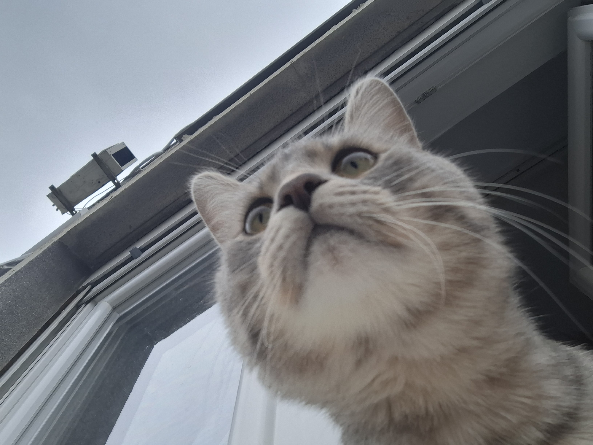 An upward-angled photograph depicts a domestic cat in an urban setting. The primary subject is a light grey tabby cat with white fur on its chin and chest, prominently featured in the lower right and central portions of the frame. The cat's large, round, green eyes are wide open and focused upwards and slightly to the left, indicating an alert or curious posture. Its whiskers are clearly visible, extending laterally.
The cat is positioned in proximity to a white, likely PVC, window frame, a section of which is visible to the left and below the cat's head. Above the window frame, a textured, grey concrete or stone ledge extends horizontally across the image. The upper left quadrant of the frame shows a uniformly light grey, overcast sky.
Affixed to the building structure on the left side, below the sky and above the ledge, is a rectangular, light-colored object, possibly an exterior lighting fixture or a ventilation component, secured by dark mounting brackets. This object displays a dark, recessed opening on its visible end. The perspective of the photograph is from a low vantage point, looking upwards towards the cat and the architectural elements. The scene is located in the city of Novi Sad, Serbia.