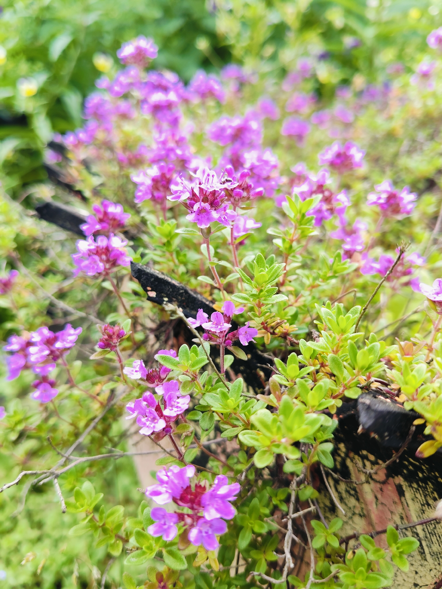 The image shows a close-up view of a patch of creeping thyme (Thymus serpyllum) with numerous small, pinkish-purple flowers and vibrant green leaves. The plants are growing densely, with some stems intertwining and reaching upwards. A piece of dark, weathered wood, possibly part of a fence or border, is visible intruding into the foliage on the right side of the frame. The background is softly blurred, with hints of other greenery and possibly some yellow wildflowers, suggesting an outdoor setting. The lighting is natural and appears to be overcast, creating soft shadows. The scene is located in the city of Venyukovo, Russia.