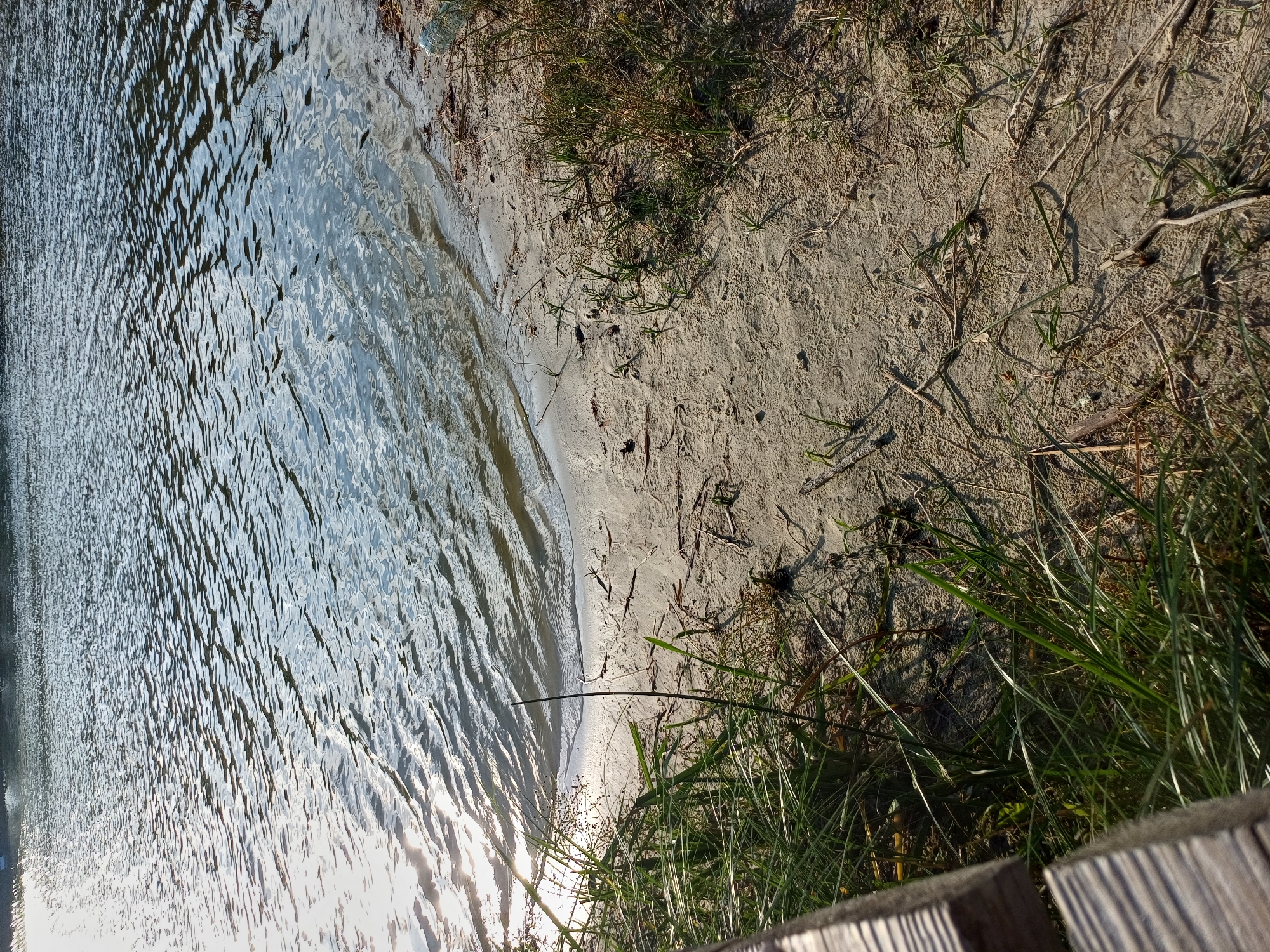 The image depicts a sandy shoreline meeting calm water. The water's surface is rippled, reflecting sunlight, and appears to be a lake or a slow-moving river. The shore is composed of light-colored sand with sparse dry vegetation and some green grass growing near the water's edge. In the foreground, a portion of a wooden structure, possibly a bench or railing, is visible on the left side of the frame. The scene is likely a natural outdoor environment.