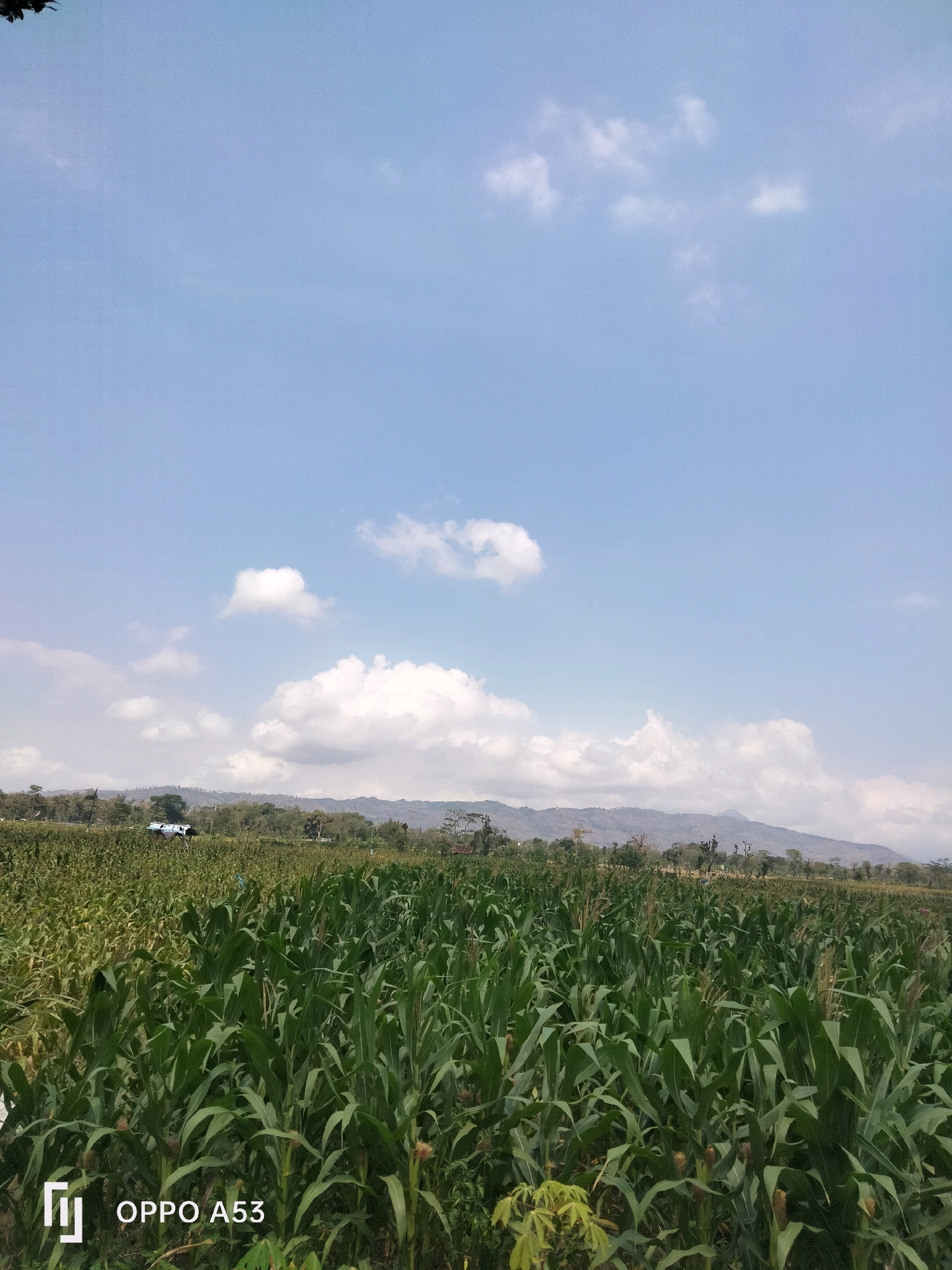 This is a vertical, eye-level shot of a lush cornfield under a bright blue sky dotted with fluffy white clouds. The corn stalks are tall and vibrant green, filling the majority of the frame. In the distance, a line of rolling hills forms the horizon, topped with scattered trees. A small building or structure is partially visible amidst the greenery on the left side of the frame. The bottom right corner of the image displays the "OPPO A53" watermark. The scene appears to be a rural landscape, likely in a region with warm weather and ample sunshine, ideal for agriculture.