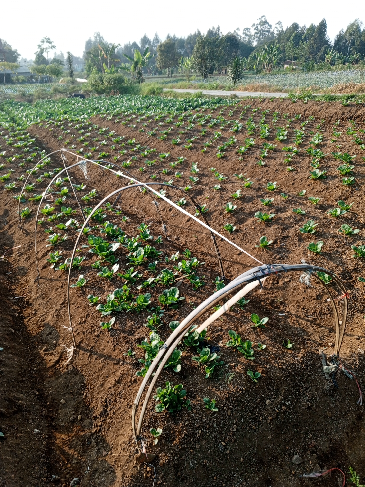In the foreground of this image, a field of young, leafy green plants, possibly cabbage or a similar vegetable, is being cultivated. The plants are arranged in neat rows on dark, tilled soil. Several curved, metallic hoops, possibly part of a protective structure or trellising system, arch over sections of the field. Wires and some frayed material are visible attached to these hoops, suggesting a system for crop support or protection.
In the middle ground, the field of young plants continues, extending towards a dirt road or path that separates it from another section of agriculture. This further agricultural area appears to be planted with more mature crops, possibly cabbages or cauliflower, which are visible as a denser, greener expanse.
In the background, a variety of trees and vegetation form a backdrop, including some taller trees and what appear to be banana plants. Structures, possibly buildings or greenhouses, are nestled among the vegetation. The overall environment suggests a rural or agricultural setting in Yakkurugala, Sri Lanka, likely a farm or plantation. The lighting indicates it is daytime, possibly late afternoon or early morning given the soft sunlight. There are no people visible in the image.