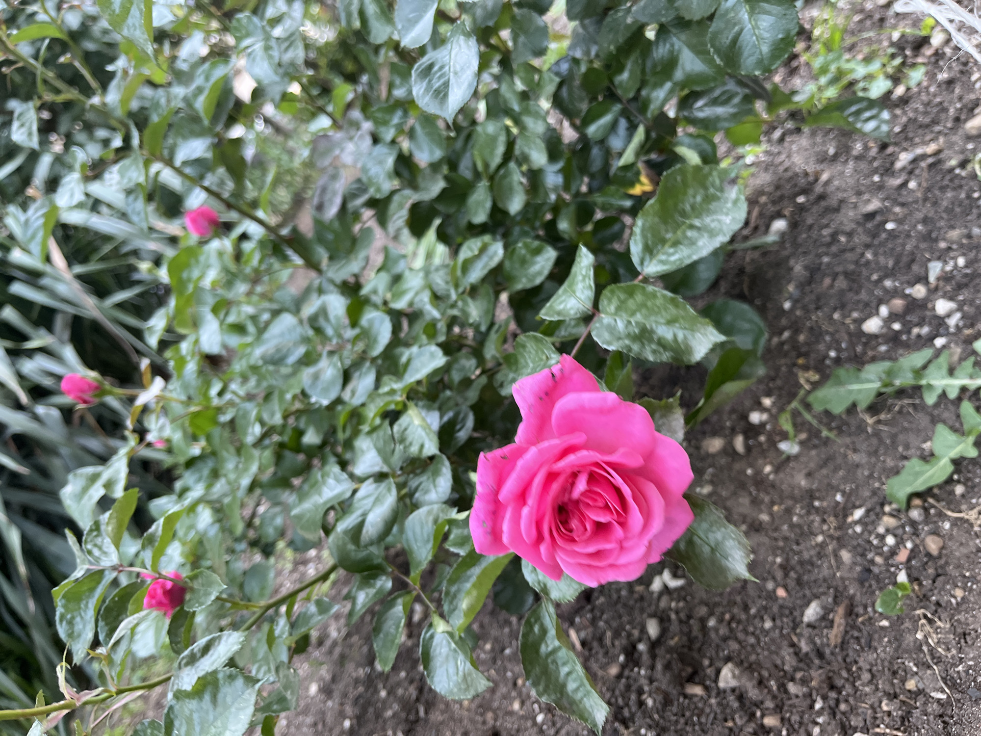A close-up captures a vibrant pink rose in full bloom, positioned near the lower right corner of the frame. The rose bush, with its lush green leaves, fills the background, interspersed with a few unopened rose buds. The ground, a mixture of dark soil and small pebbles, is visible on the right side of the frame. To the left, green, grass-like foliage is present. The environment appears to be an outdoor garden setting.