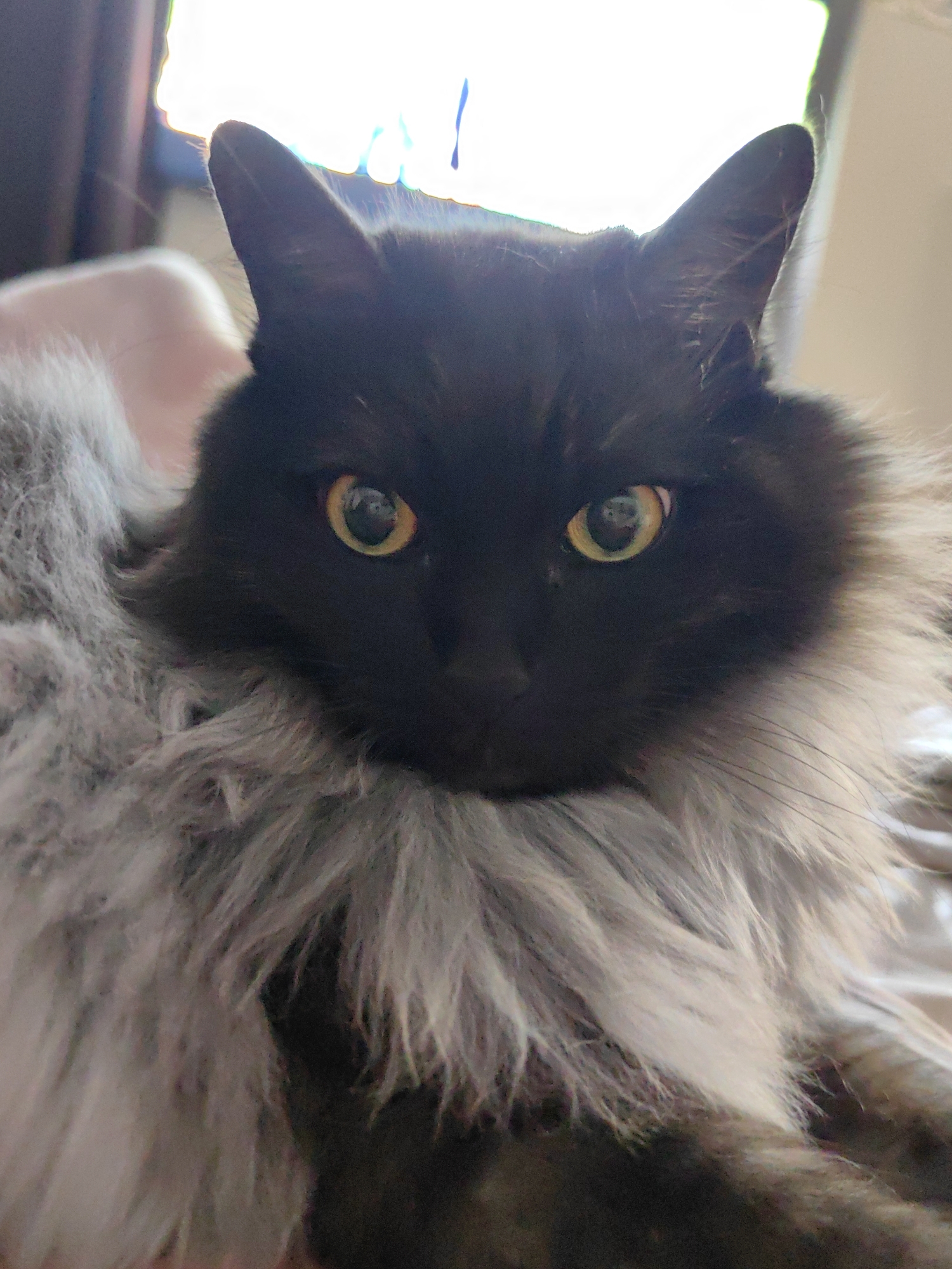 A black cat with long, fluffy gray fur around its neck and chest is looking directly at the camera. The cat has bright yellow eyes and pointed ears. The background is blurred, with a bright light source visible at the top, suggesting a window or lamp. The cat is likely indoors. There is no information in the image to suggest the location is the city of Sochi, Russia.