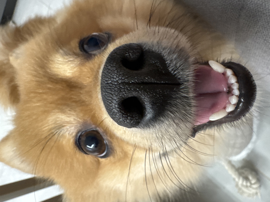 A close-up, frontal image depicts the head of a small canine, identified as a Spitz-type breed. The animal exhibits dense, light brown to orange-tan fur across its face. Its dark, circular eyes show prominent reflections of ambient light. A black, textured nose is centrally positioned, with the nostrils clearly visible. The dog's mouth is open, revealing a pink tongue, the upper and lower rows of small white teeth, and dark gums. Numerous thin, light-colored whiskers extend from the muzzle area. A white fabric collar, featuring a visible braided element, is partially present below the dog's chin on the lower left. The background consists of indistinct, light-toned surfaces, indicative of an indoor setting. The dog is positioned facing directly towards the camera. The scene is situated indoors, in Sofia, Bulgaria.