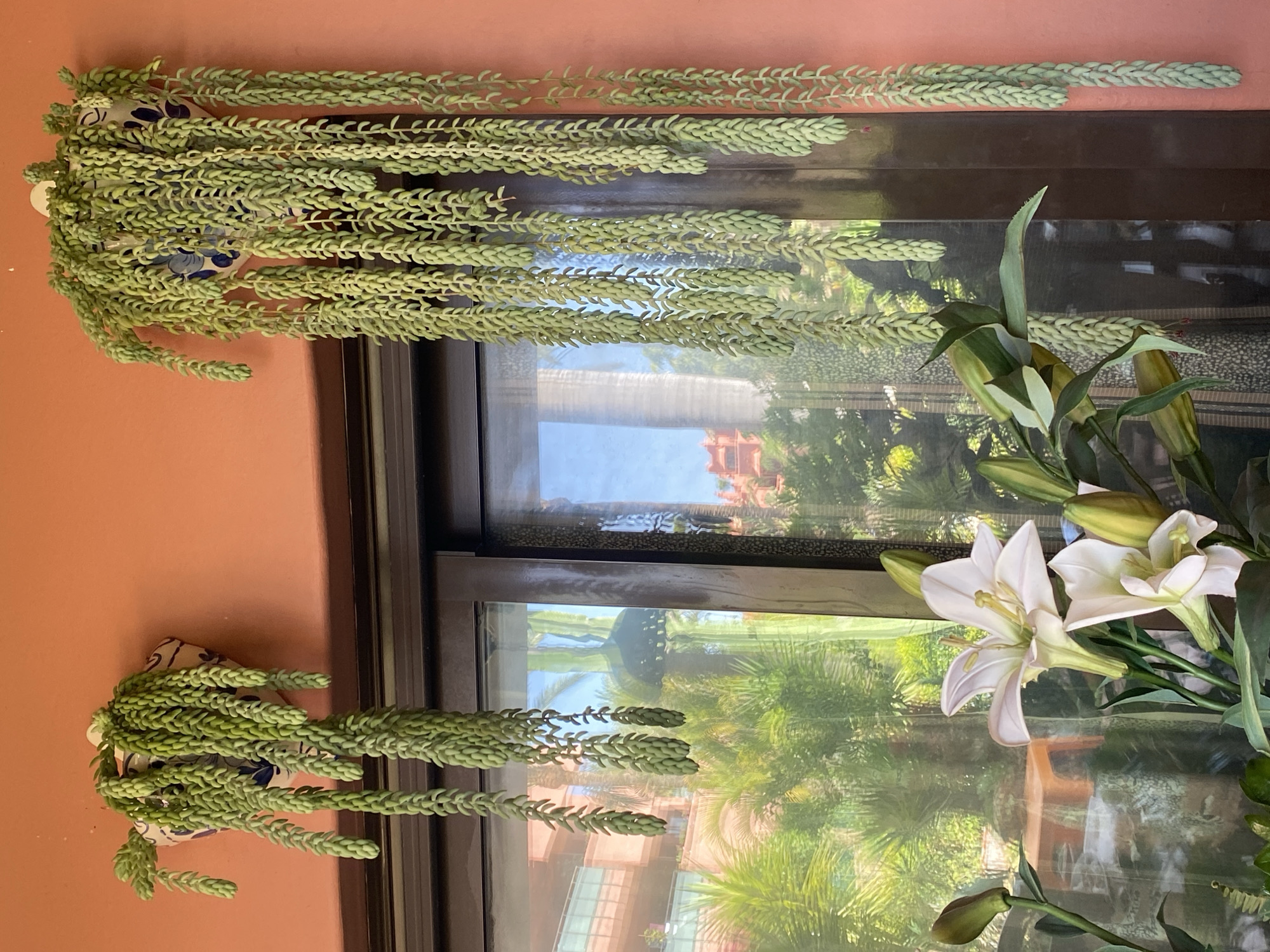 The image displays two hanging succulent plants, likely burro's tail, against an orange wall. The plants are a vibrant green and cascade downwards, their thick, fleshy leaves creating a rope-like appearance. Both succulents are potted in decorative blue and white ceramic containers.
The plants are positioned near a large window with a dark frame. Through the window, a reflection shows palm trees and buildings, suggesting a bright, sunny day. The reflection also captures the orange wall of the room where the plants are located.
In the lower right portion of the image, a bouquet of white lilies is partially visible. The lilies are in various stages of bloom, with some fully open and others still as buds. The flowers are a stark white against the green foliage and the reflection in the window.
The scene appears to be indoors, with the plants and flowers used as decorative elements. The sunlight streaming through the window creates a cheerful and serene atmosphere. There is no visible text in the image.