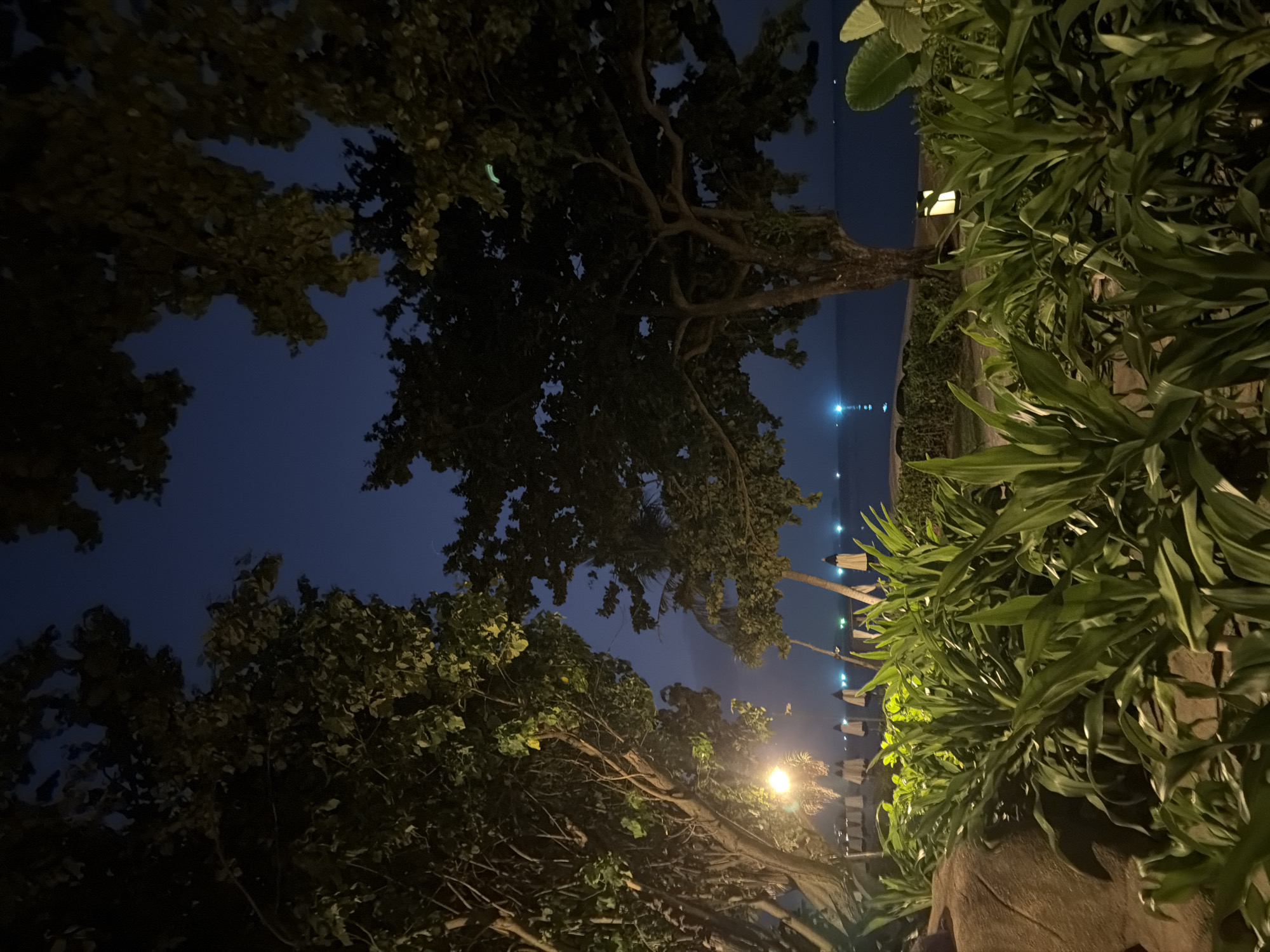 A night-time outdoor scene captures a tropical beach resort setting in the Ko Samui District of Thailand. The foreground is dominated by lush, green foliage, with large, waxy leaves illuminated by artificial lighting. To the left, a large, textured rock is visible. Beyond the foliage, a pathway leads to a beach dotted with white lounge chairs and umbrellas, hinting at daytime activity now at rest. The ocean stretches out in the background, its surface reflecting distant lights, possibly from boats or illuminated structures. The sky is a deep, twilight blue, with the silhouettes of mature trees framing the scene from above and the sides, their branches reaching into the darkening sky. A warm yellow light emanates from a streetlamp to the left, while a more modern, rectangular lamp with a soft glow stands further back near the water's edge. The overall atmosphere is serene and tranquil, suggestive of an evening by the sea.