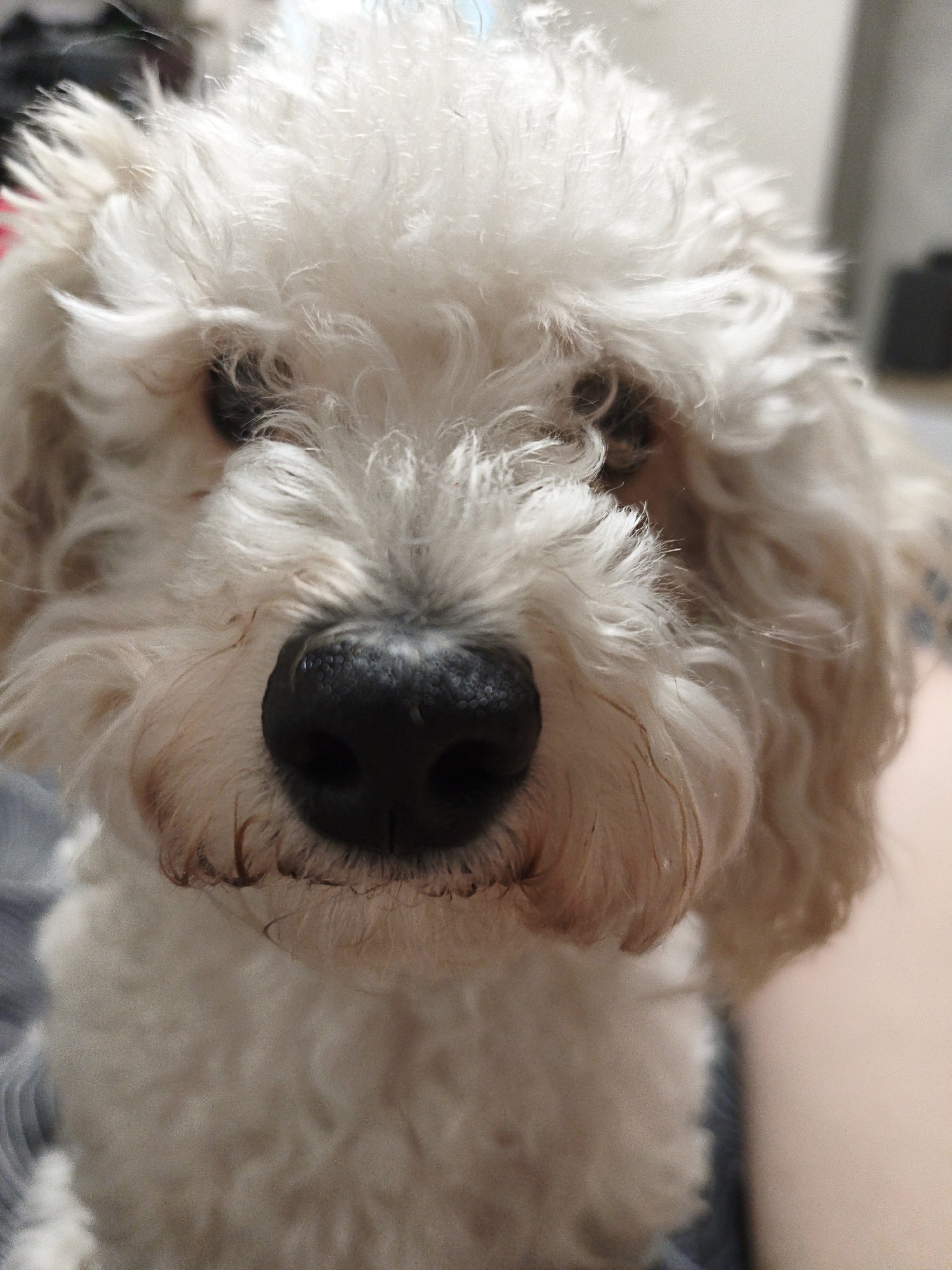 A close-up photograph depicts the face of a small, light-colored dog, likely a poodle or poodle mix, with fluffy, cream-colored fur obscuring much of its face. The dog's nose is prominently featured, a large, black, wet-looking mass in the center of the frame. The dog's eyes, barely visible under the thick fur, appear dark. The background is blurred, suggesting the dog is being held or sitting on a lap. Skin is visible on the right side of the image. There is no information in the image to suggest that this image was taken in Chaikovsky, Russia.