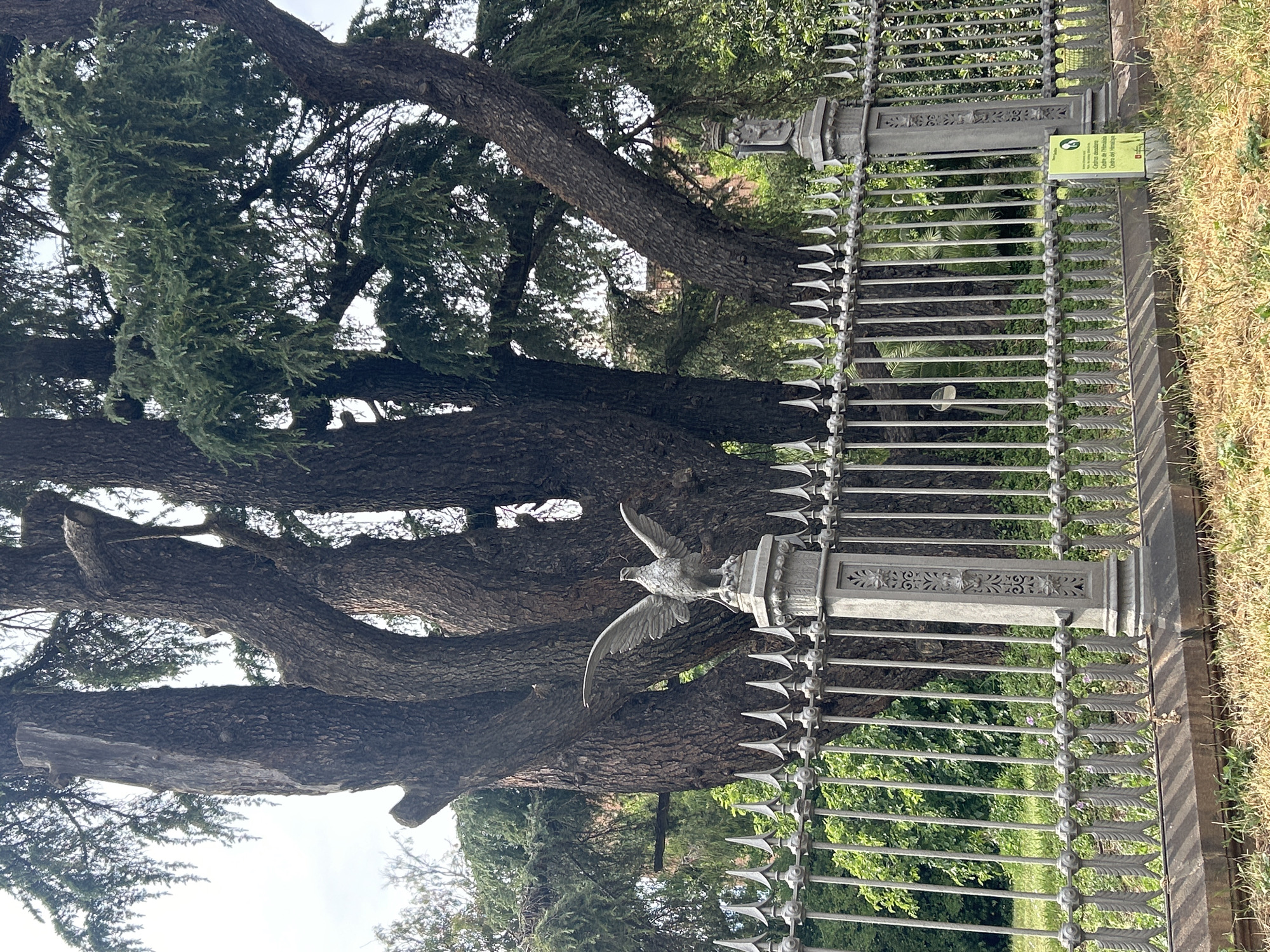 The image shows a section of a wrought iron fence in Ciutadella Park, Barcelona, Spain. The fence is gray and has decorative elements, including spear-like points along the top and ornate posts. One post is topped with a sculpture of a bird with outstretched wings. Behind the fence, there are large trees with dense foliage. A small, green sign is visible on one of the fence posts. Dry grass is present on the right side of the image.