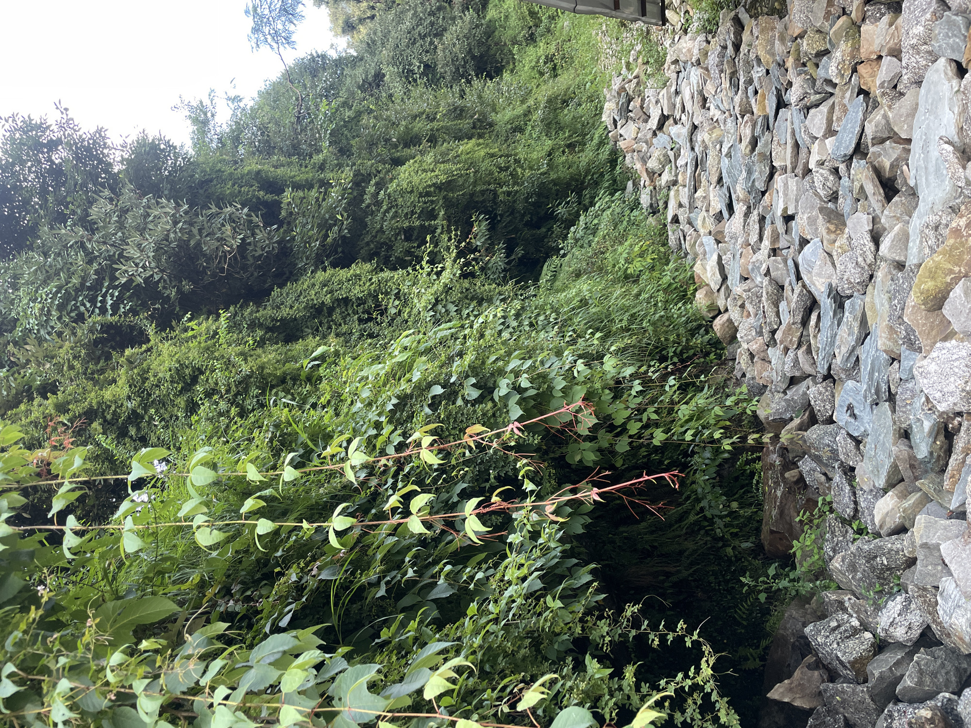 The image depicts a rocky path in Bhagsu, India, bordered by a lush green hillside covered in dense foliage and vines. The path is uneven and made of various sizes of grey and brown stones. On the left side of the path, a steep, verdant slope rises, heavily draped with hanging vines that have delicate green leaves and some reddish stems. The foliage is thick and forms a natural wall. On the right side of the path, the vegetation continues, with trees and shrubs creating a dense green backdrop. The sky is overcast and pale. The scene suggests a natural, somewhat wild environment, possibly a hiking trail or a less-developed area within Bhagsu. There are no people or animals visible in the image.