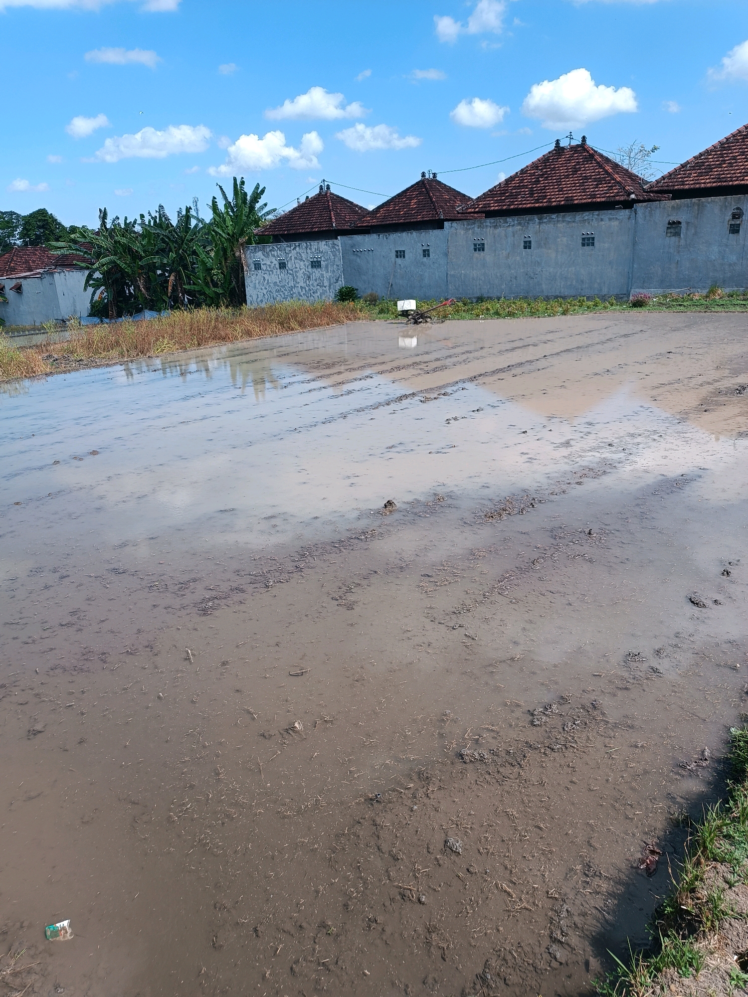 The image depicts a flooded agricultural field, likely a rice paddy, under a bright blue sky with scattered white clouds. In the foreground, the field is covered in shallow, muddy water, with visible furrows indicating it has been plowed. The water reflects the sky and some of the surrounding structures.
In the background, a line of buildings with red tile roofs and light gray walls runs along the edge of the field. Some of these buildings have small, square windows. Adjacent to the buildings are several large banana trees with lush green foliage. A small piece of white machinery, possibly a tiller or a pump, sits in the water near the buildings. The overall scene suggests a rural setting in Tabanan, Indonesia, characterized by agricultural land and traditional architecture. A single white plastic bag is visible floating in the water in the lower left corner of the image.