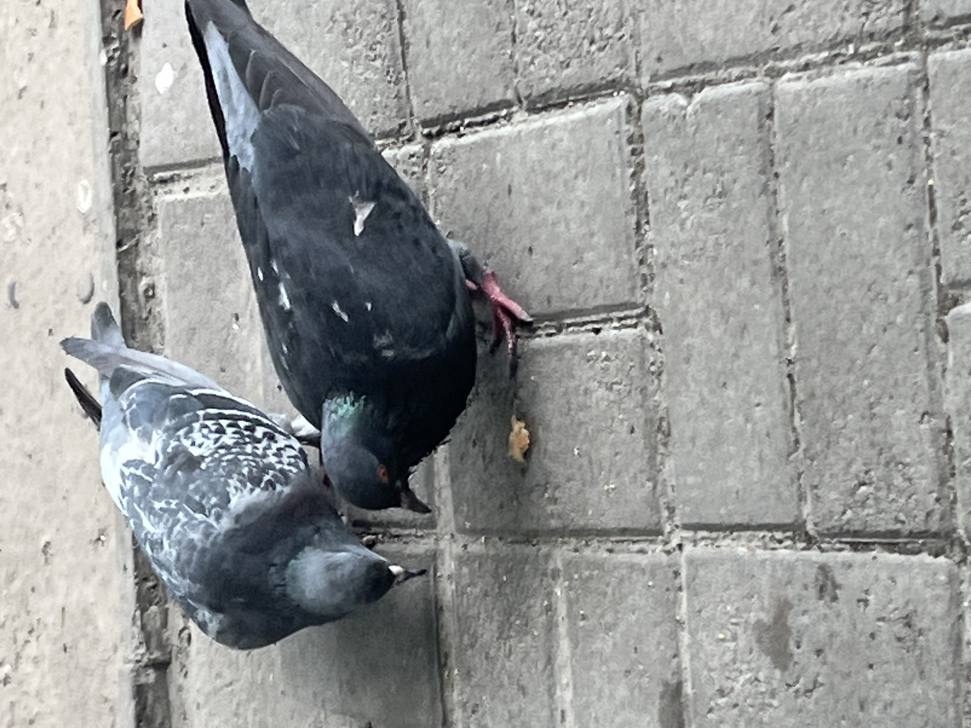 Two pigeons are on a sidewalk composed of grey rectangular pavers. One pigeon, on the left, is predominantly grey with white speckling on its wings and back. It is pecking at the ground. The second pigeon, on the right, is darker, almost black, with iridescent green and purple feathers on its neck and chest. This pigeon is also pecking at the ground, near a small crumb. The background shows a rougher, dirt-like surface with some discarded litter. The scene is indicative of an urban environment.
