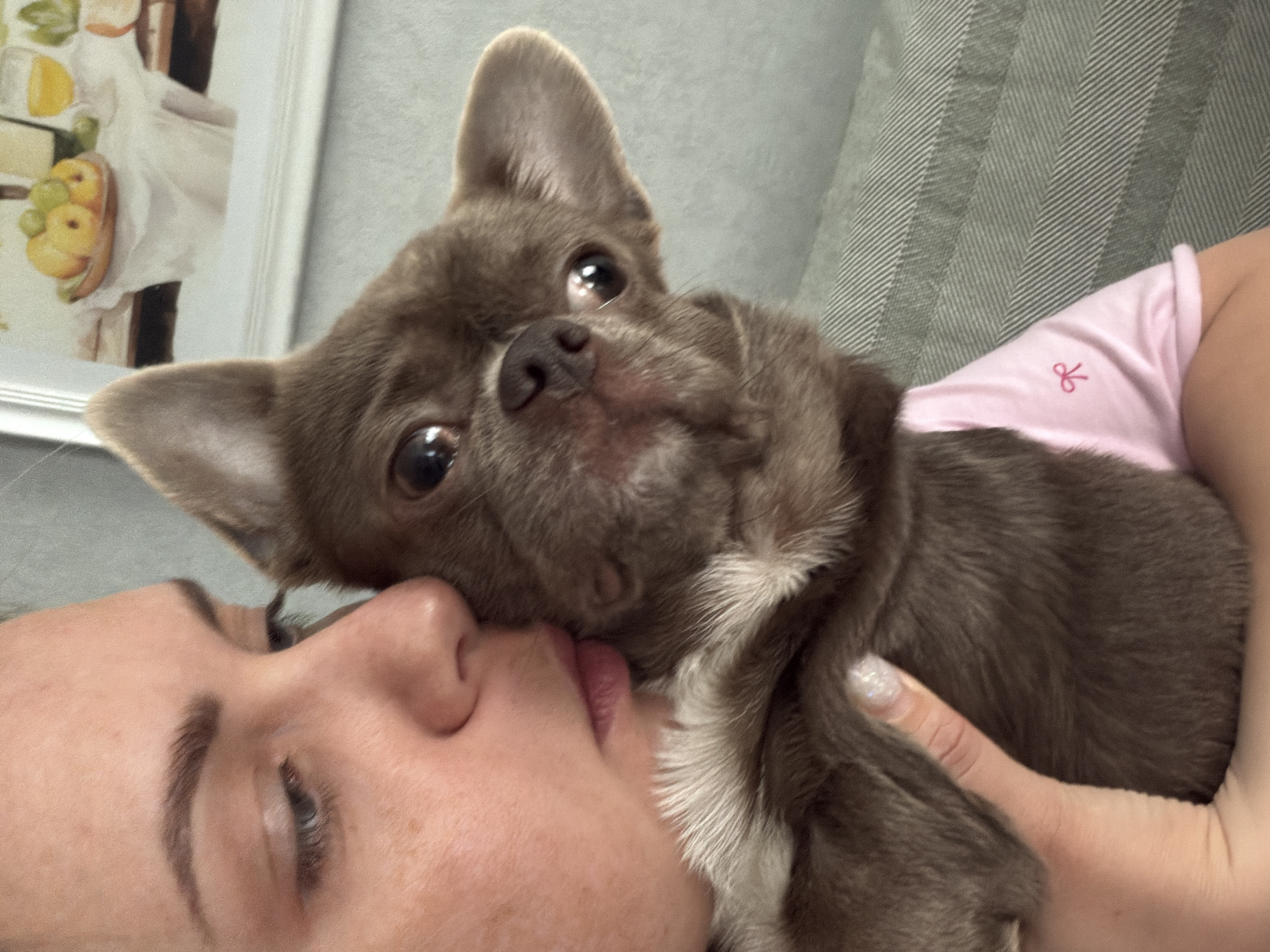 A woman lies on a gray, chevron-patterned sofa, holding a gray Chihuahua dog close to her face. The dog is in the foreground, with its head tilted towards the camera, and its large, dark eyes are visible. The woman is angled to the left of the frame, with her nose and lips nearly touching the dog's fur. The woman has fair skin, freckles, and dark eyebrows. She wears a pink shirt with a small red bow embroidered on it. Her hand, with a sparkly fingernail, is visible, holding the dog. In the background, a white-framed picture of fruits and cheeses is hanging on the wall. There is no information present in the image to connect the location to Votkinsk, Russia.