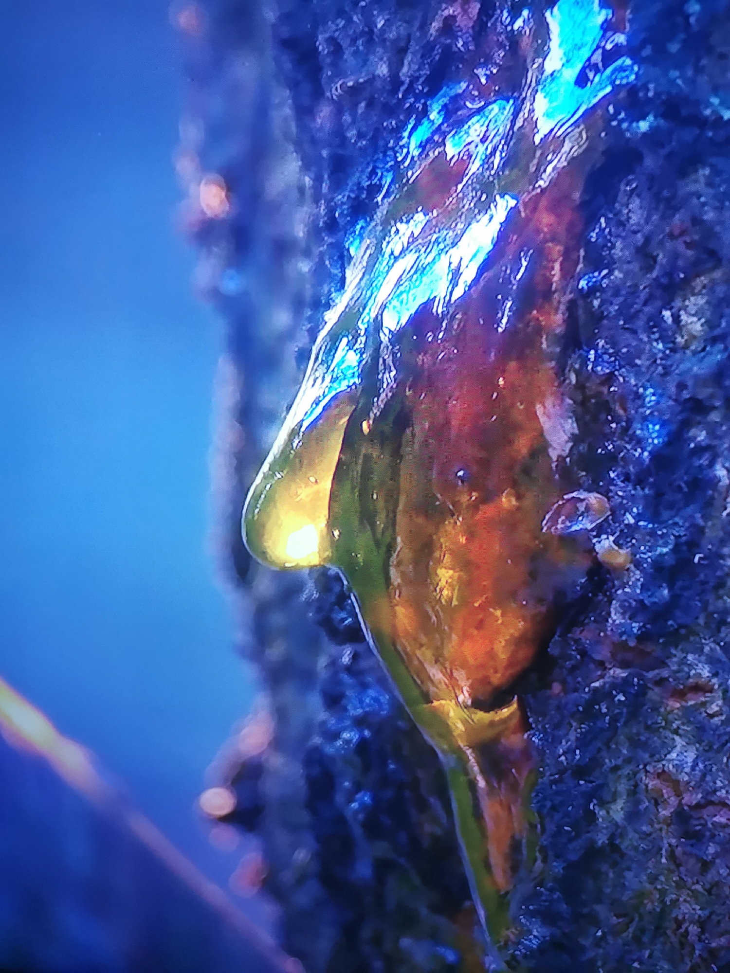 The image is a close-up, macro photograph of tree sap or resin on the bark of a tree. The sap is a translucent, amber-colored substance with streaks of green and orange. It glistens and appears to be in a semi-liquid state, with a large droplet forming at the bottom. The tree bark is dark and textured, with shades of blue and purple visible, possibly due to lighting conditions or the bark's natural coloration. The background is a blurred, deep blue, suggesting an out-of-focus environment, possibly foliage or a sky. The lighting is dramatic, highlighting the transparency and texture of the sap, with a bright light source illuminating the droplet from within, creating a luminous effect. There are no people, text, or discernible weather conditions. The scene is likely outdoors, focusing on a natural detail. The overall impression is one of organic beauty and texture, emphasizing the intricate details of nature at a magnified level.