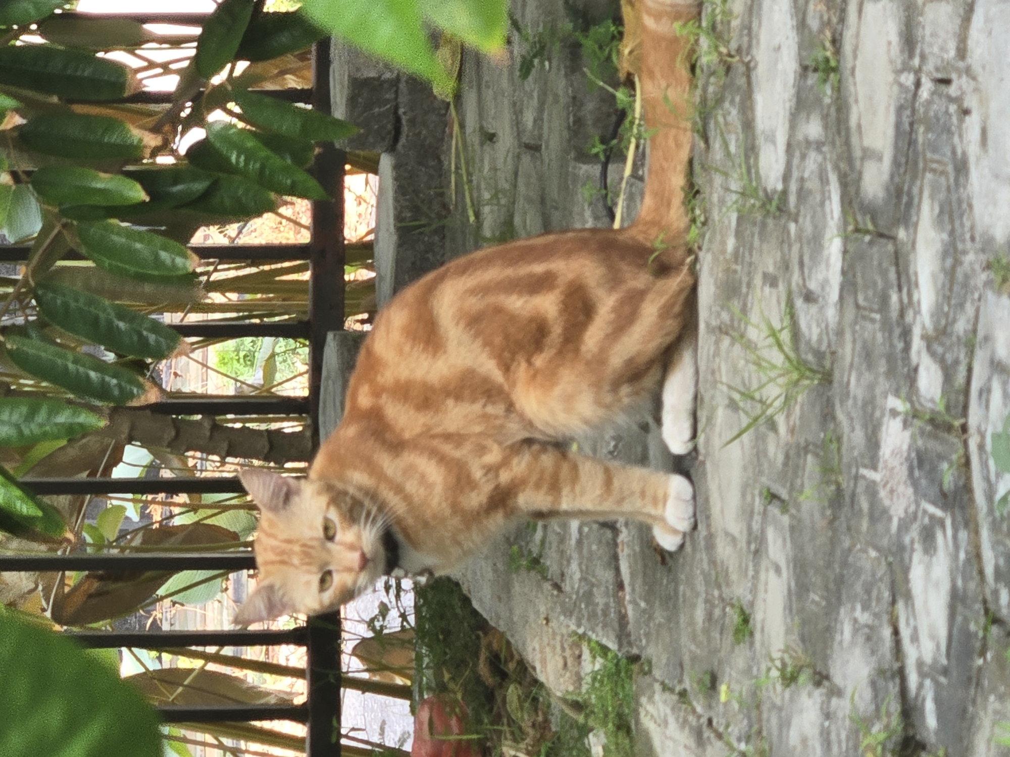 An orange tabby cat with white paws sits on a cobblestone pathway, facing the camera with a neutral expression. The cat is wearing a dark collar. Behind the cat, a black metal fence is visible, with lush green leaves and foliage in the foreground and background. The environment suggests an outdoor setting, possibly a garden or yard in a residential area. The image was captured in Sungailiat, Indonesia, based on the provided context.