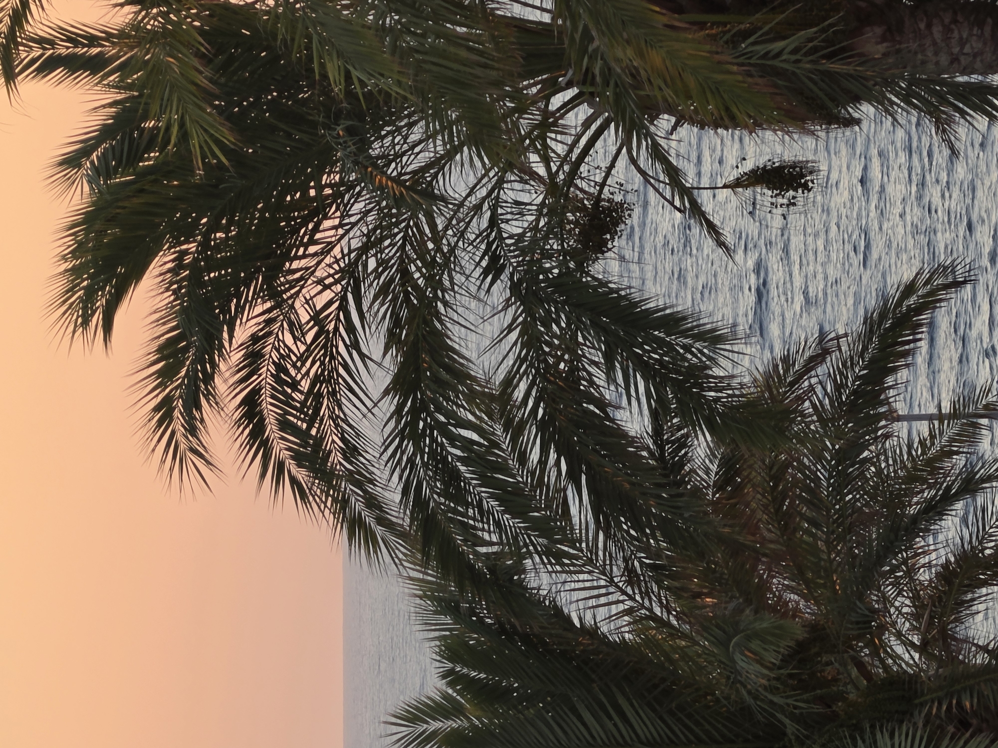 The image depicts a serene scene by the sea at sunset, framed by the fronds of palm trees. The sky is a gradient of soft orange and pink hues, transitioning to the deeper blue of the sea below. The ocean surface is calm, with gentle ripples reflecting the soft light of the setting sun. The palm trees, with their dark green leaves, create a natural frame for the view, their silhouettes partially obscuring the horizon. The overall impression is one of tranquility and natural beauty. This scene is likely found along the coastline of Hlorakas Community, Cyprus, known for its picturesque seaside landscapes and abundance of palm trees.