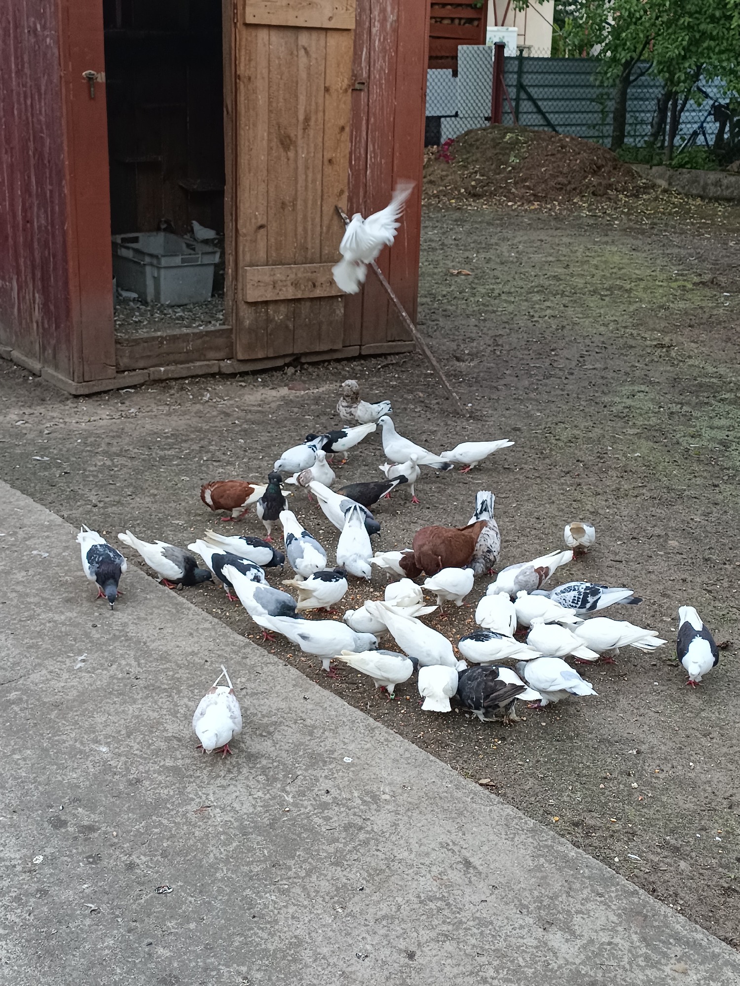 This image depicts a flock of pigeons gathered on a dirt and gravel ground in front of a wooden structure, likely a pigeon coop, in Ciechanowiec, Poland. The coop is painted red and has a large, open doorway revealing a grey plastic bin inside. Several pigeons are actively feeding, with some white pigeons in flight near the coop. The ground is partially covered with scattered birdseed. In the background, a fence and some greenery are visible, suggesting a rural or semi-rural setting within the city. The image appears to be taken outdoors during daylight hours.