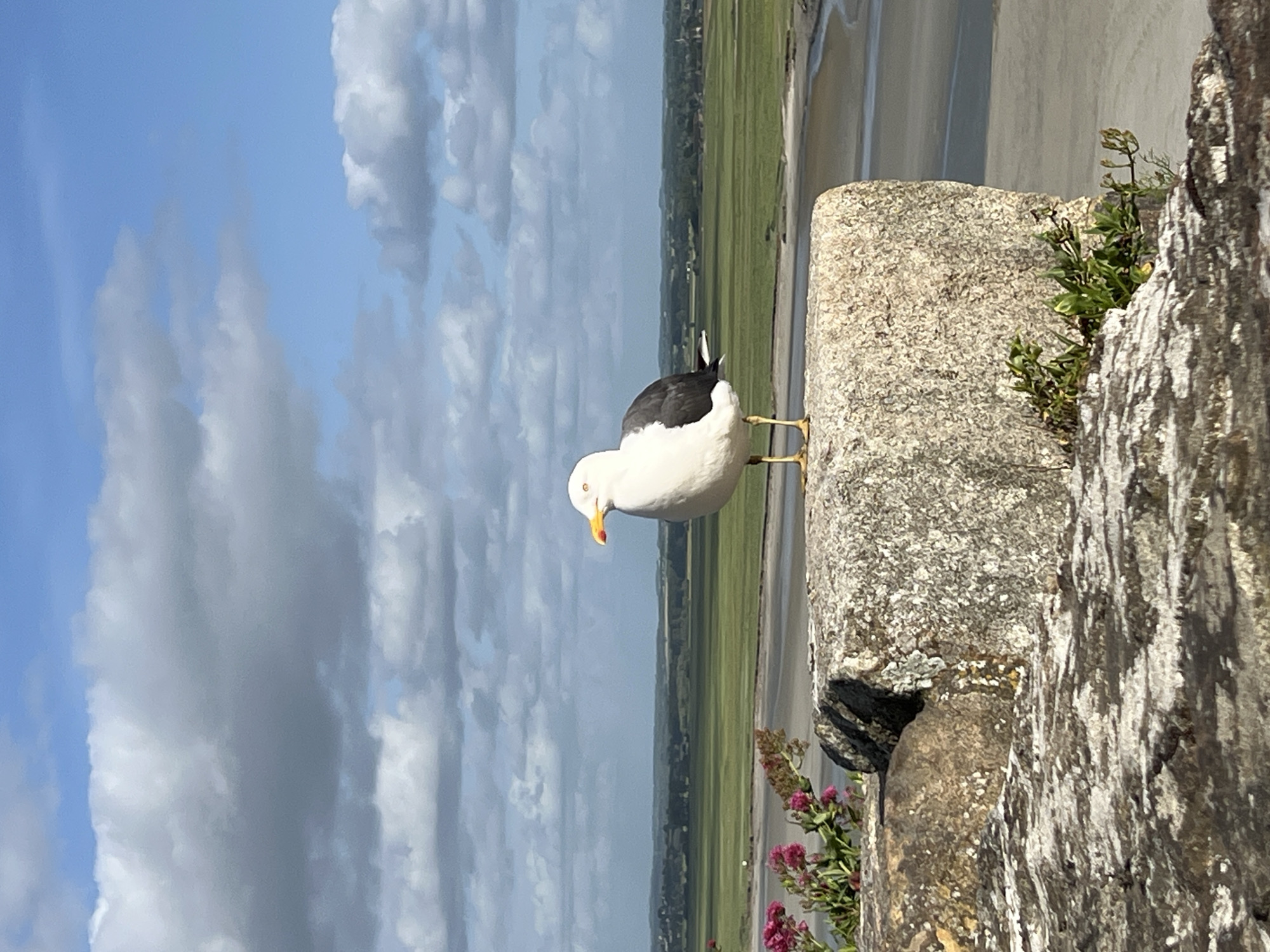 The image displays an outdoor scene captured from an elevated position within Le Mont-Saint-Michel, France, overlooking its expansive bay. A large seagull, exhibiting white body plumage and dark grey wings, stands centrally on a rough, light-grey stone block. Its yellow beak features a distinct orange-red spot, and its yellow legs support its upright posture. The bird's head is turned slightly to the right, revealing a white eye encircled by a reddish orbital ring.
In the lower left foreground, a section of a textured, mottled stone surface, partially covered by white lichen, is visible. Directly behind this, a cluster of vivid pink and purple flowers with green leaves emerges. To the right of the central stone block, small green plants grow from crevices.
The background presents a vast, flat landscape characteristic of the Mont-Saint-Michel bay. Extensive, bright green fields, indicative of salt marshes (*prés salés*), stretch towards the distant horizon, which is marked by faint tree lines and indistinct rural structures. A light-colored, sinuous tidal river or estuary, characteristic of sand or mud flats, meanders through the lower right portion of the background. The sky above is a mosaic of clear blue patches and large, diffuse grey and white cumulus clouds. The scene is illuminated by natural daylight.