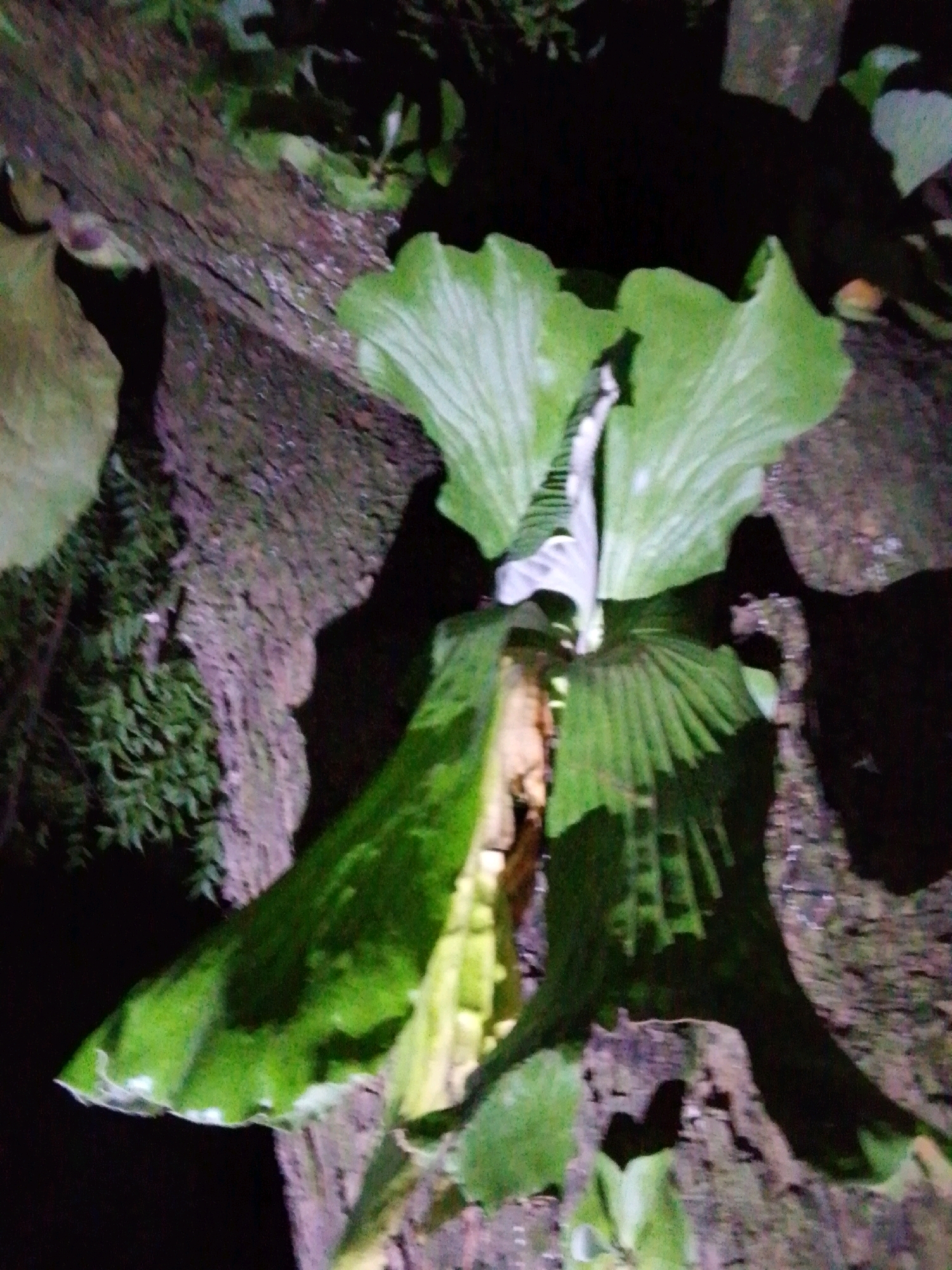 The image depicts a close-up, low-angle view of a large, waxy green leaf plant growing on a textured, dark brown surface that appears to be tree bark. The plant's leaves are broad and fan-shaped, with a central vein structure visible. One leaf is partially unfurled, revealing a lighter green interior. The background is dark, suggesting it might be nighttime or a dimly lit environment. Small, green foliage is visible to the left of the main subject. The scene is situated in the city of Serti, Nigeria, though no specific landmarks or urban elements are discernible within the frame. The image focuses on the botanical subject and its immediate surroundings.