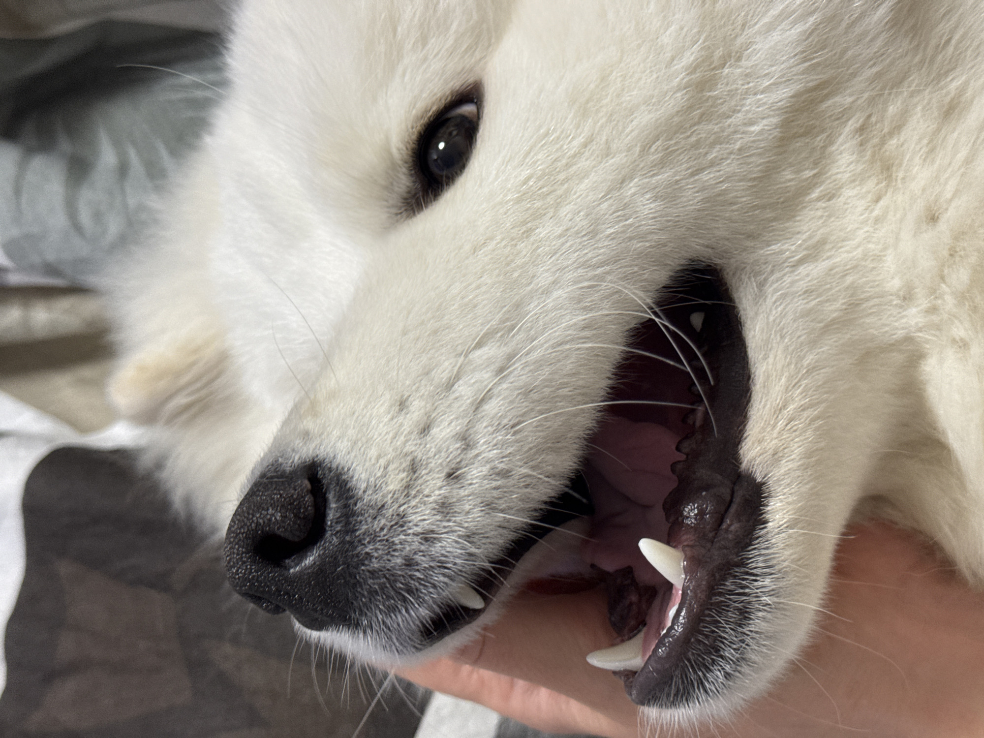 A close-up, eye-level, medium shot focuses on the face of a white fluffy dog, likely a Samoyed, with its mouth open. The dog's black nose is visible in the upper left quadrant, with whiskers fanning out. Its dark eyes are slightly visible in the upper right. The dog's pink tongue and white teeth are clearly seen within its open mouth. A human hand, appearing to be gently holding the dog's snout, is visible on the left side of the frame. The background consists of blurry fabric, possibly bedding, in neutral tones. The lighting suggests an indoor setting. The image is cropped and does not provide any context of the city of Chaikovsky, Russia.