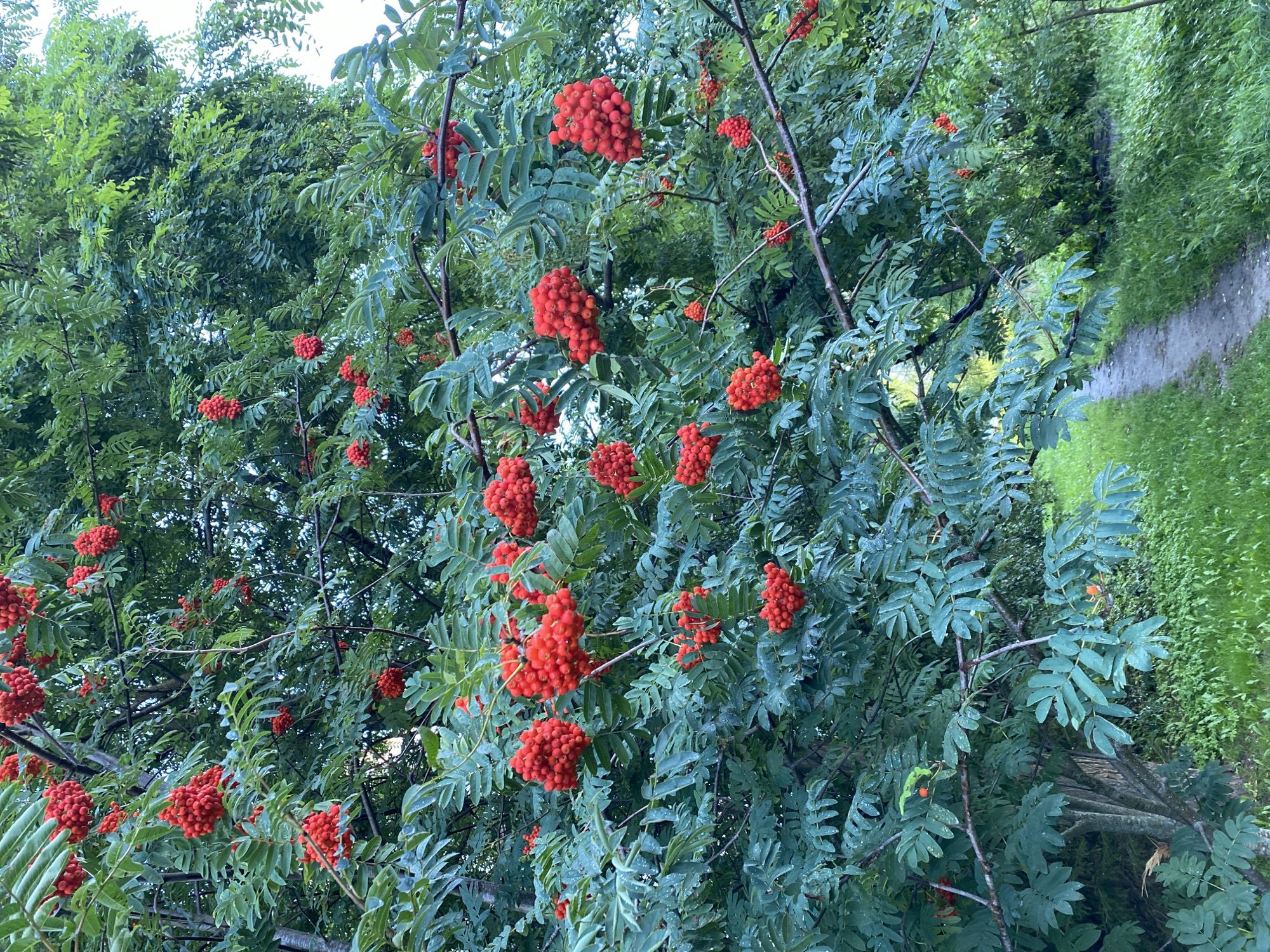 The image shows a close-up view of a rowan tree heavily laden with bright red berries. The tree's green leaves are lush and abundant, with some appearing slightly wet, possibly from recent rain. The berries are clustered together in large bunches, some in sharp focus and others slightly blurred, indicating a shallow depth of field. The background is a soft blur of more greenery, with a hint of a path and grass visible at the bottom right, suggesting an outdoor setting, likely a park or natural area. There are no people or animals visible in the image. The lighting suggests it is daytime, possibly overcast or late afternoon. The scene is serene and captures the natural beauty of the tree in its fruiting season. The location within Kaliningrad, Russia, is not explicitly discernible from the visual elements alone, as the image depicts a common natural scene found in many temperate regions.
