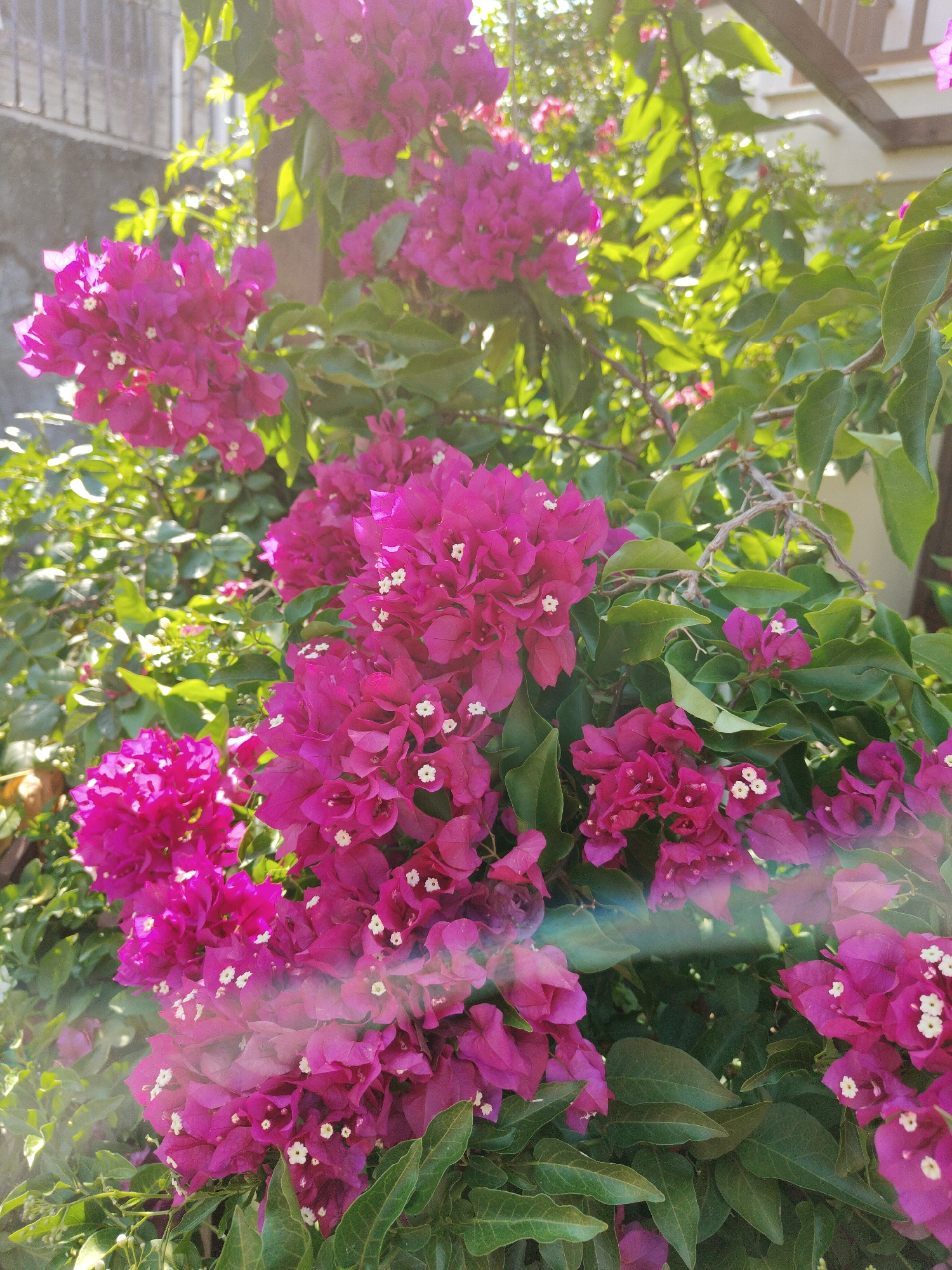 This media file is a photograph of vibrant pink bougainvillea flowers in full bloom. The flowers are clustered together, with delicate white centers visible within the bright pink bracts. Lush green leaves form a dense backdrop, creating a rich contrast with the colorful blossoms.
The image is taken outdoors, likely in a garden or natural setting, given the profusion of foliage and flowers. Sunlight filters through the leaves and flowers, creating bright highlights and a slightly hazy, dreamlike effect, particularly on the right side of the image where a lens flare or light artifact is visible. This suggests it is daytime, and the sun is shining brightly.
In the background, to the left, a textured wall with horizontal elements, possibly a fence or a building facade, can be seen. To the upper right, part of a wooden structure, possibly a pergola or a roof overhang, is visible. These elements provide some context to the setting, hinting at a residential or possibly a public outdoor space.
The overall mood conveyed by the image is one of natural beauty and vibrancy. The bright colors and sunlight evoke a sense of warmth and cheerfulness. There is no text visible in the image, and no people or specific activities are depicted. The focus is entirely on the natural beauty of the bougainvillea. Given the location context of Litochoro, Greece, this image likely captures the characteristic flora of the Mediterranean region during its blooming season.