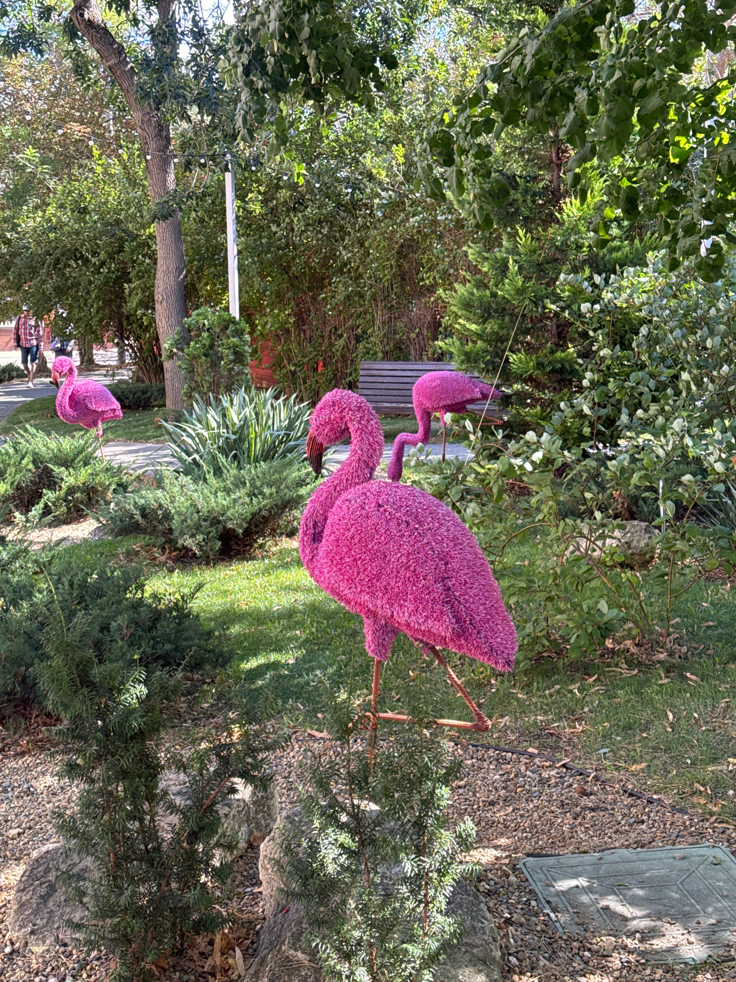 The image shows a garden scene with three pink flamingo lawn ornaments. The largest flamingo is in the foreground, positioned on the right side of the frame, facing left. It has a long, curved neck and a body covered in a fluffy pink material. Two smaller flamingos are visible in the background. One is to the left, facing right and appearing to stand on one leg, and another is further back and to the right, with its neck bent downwards. The flamingos are situated among various green shrubs and plants, with a paved walkway visible behind them. A wooden bench is also present in the background, nestled amongst the foliage. The scene appears to be outdoors, likely in a park or garden area. The overall impression is one of a decorative outdoor display. The information that this scene is located in Anapa, Russia, is not visually evident from the image itself.
