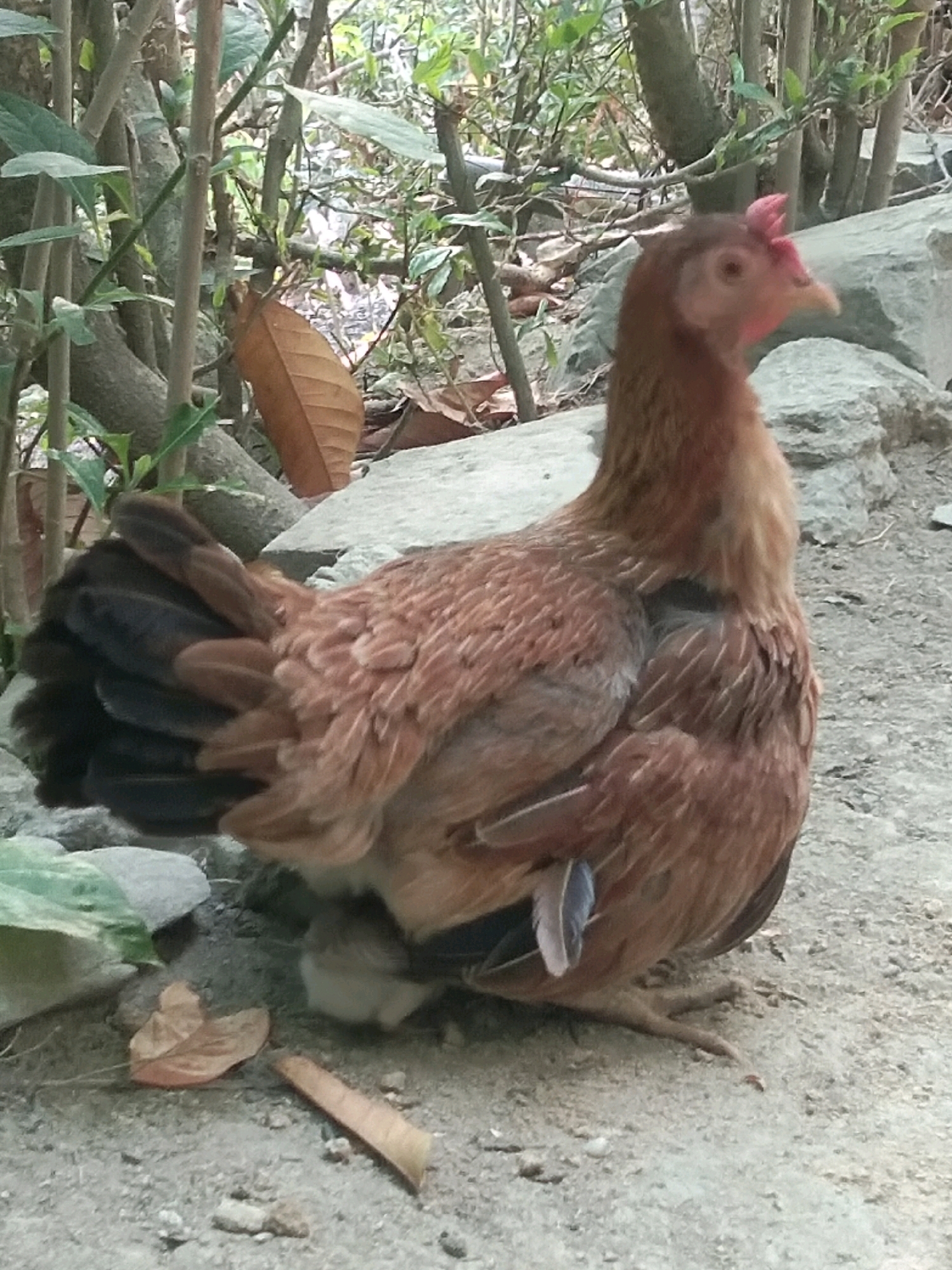 A medium shot captures a brown hen standing on sandy ground near some rocks and thin branches. The hen is positioned in the center of the frame, facing to the right, with its head turned slightly towards the camera. Its feathers are a mixture of reddish-brown and darker brown, with some lighter brown accents on its neck and chest. A few dark tail feathers are visible, fanned out to the left. A single grey and white feather is protruding from its side. The hen has a small red comb on its head and a lighter colored beak. The background consists of rough, light-colored rocks and thin, bare branches with sparse green foliage. Fallen brown leaves are scattered on the ground near the hen. The overall scene suggests an outdoor environment, possibly a rural or semi-urban area.