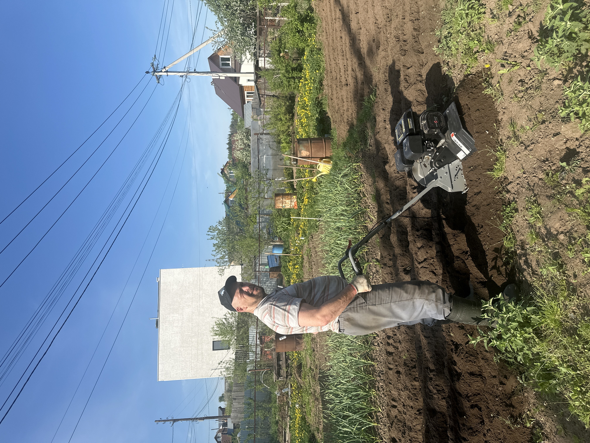 A man tills a garden plot using a power tiller. The man wears a cap, light-colored long-sleeved shirt, light pants, gloves, and green boots. The tiller is black and gray. The tilled plot is dark brown soil. Vegetation grows along the edge of the plot. In the background, there are houses, trees, a fence, and telephone poles with wires against a blue sky. The image was likely taken in a rural or suburban area, potentially within the city of Chaikovsky, Russia, given the information provided.
