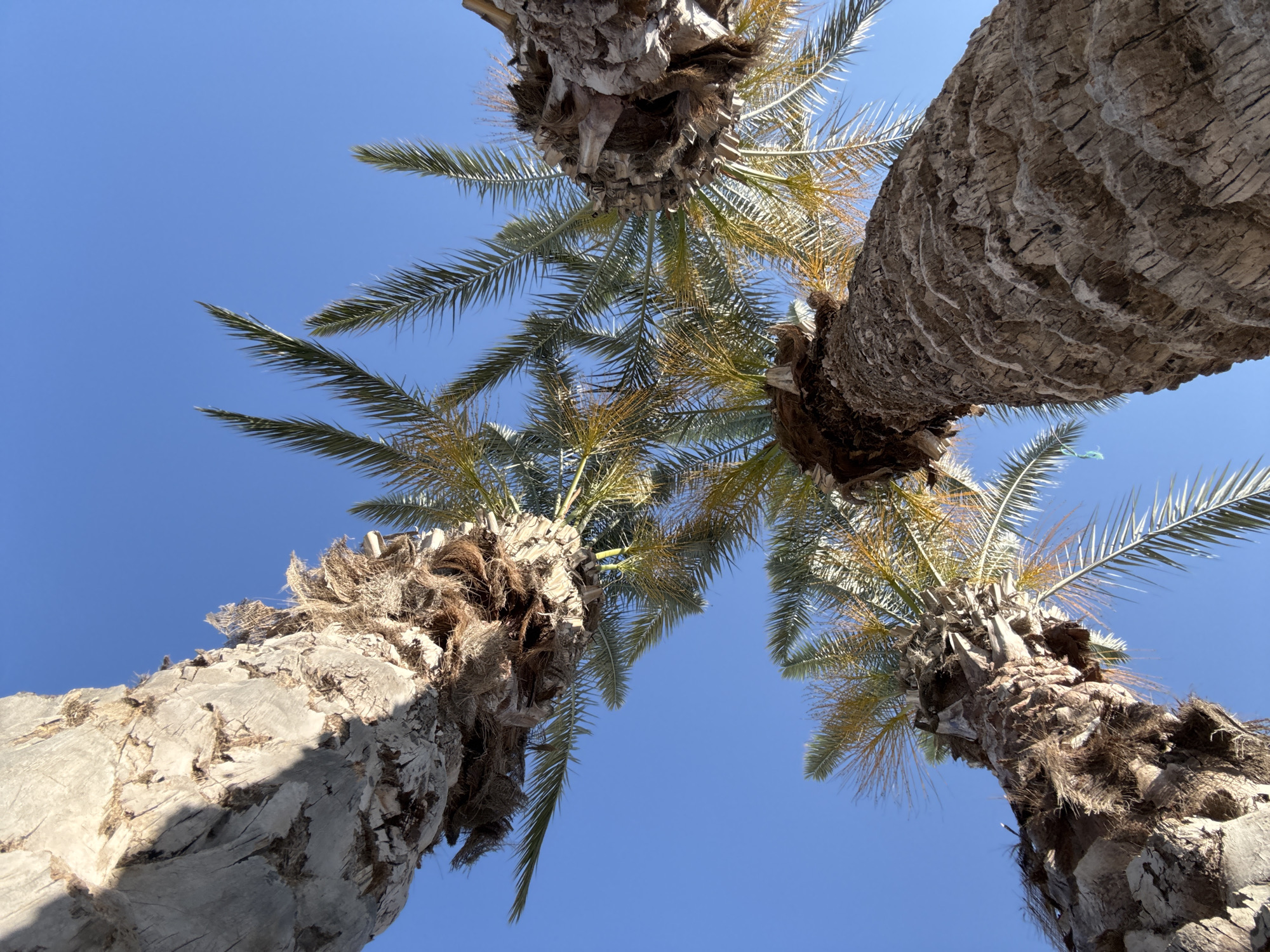 The image captures a worm's-eye view looking directly upwards at three prominent palm trees against a clear, vibrant blue sky. The perspective places the viewer at the base of the trees, with their thick, textured trunks angling inwards from the bottom and sides of the frame, converging towards the sky.
The palm tree trunks are robust, displaying rough, fissured bark in shades of brown and grey, with distinctive patterns formed by remnants of old frond bases. Sunlight strongly illuminates parts of the trunks, creating distinct highlights and shadows that emphasize their rugged texture. Above the trunks, dense canopies of palm fronds are visible. These fronds are predominantly green, with some areas exhibiting yellowish hues, suggesting older growth or emerging flowers/fruits. Small, yellowish, string-like clusters, possibly developing dates or flowers, can be seen hanging among the fronds, particularly on the central and right-hand trees.
The sky is a uniform, brilliant blue, completely cloudless, indicating a bright and sunny day. There is no visible human activity or event taking place; the scene is purely natural. No text is visible within the image. The bright sunlight and the presence of palm trees strongly suggest a warm climate, fitting for the given location context of Alanya, Turkey.
