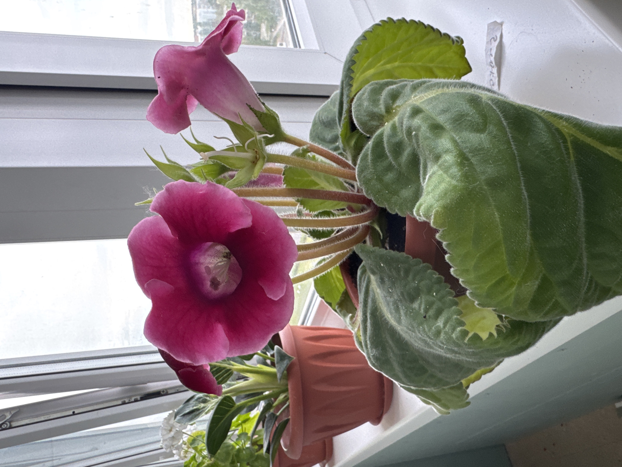 An indoor scene captures a Gloxinia (Sinningia speciosa) plant with vibrant fuchsia-pink flowers positioned on a white windowsill. The central plant features one fully open, bell-shaped flower with a patterned throat and a second, partially opened, trumpet-shaped flower extending to the right. Multiple hairy green stems support the flowers and large, velvety, dark green leaves with prominent veins. The plant is housed in a plain, dark brown plastic pot. To its left, partially obscured, are additional potted plants: one with small white flowers in a terracotta-colored pot and another with striped green and white leaves in a similar pot. The windowsill abuts a white-framed window, through which a bright, overcast sky is visible, and the blurred outlines of distant urban buildings are discernable on the right horizon. A small, torn piece of white paper with faint, inverted writing is present on the windowsill near the main plant. The wall beneath the windowsill is a light blue-green hue. No individuals are present in the image. Location: Unknown, Unknown.