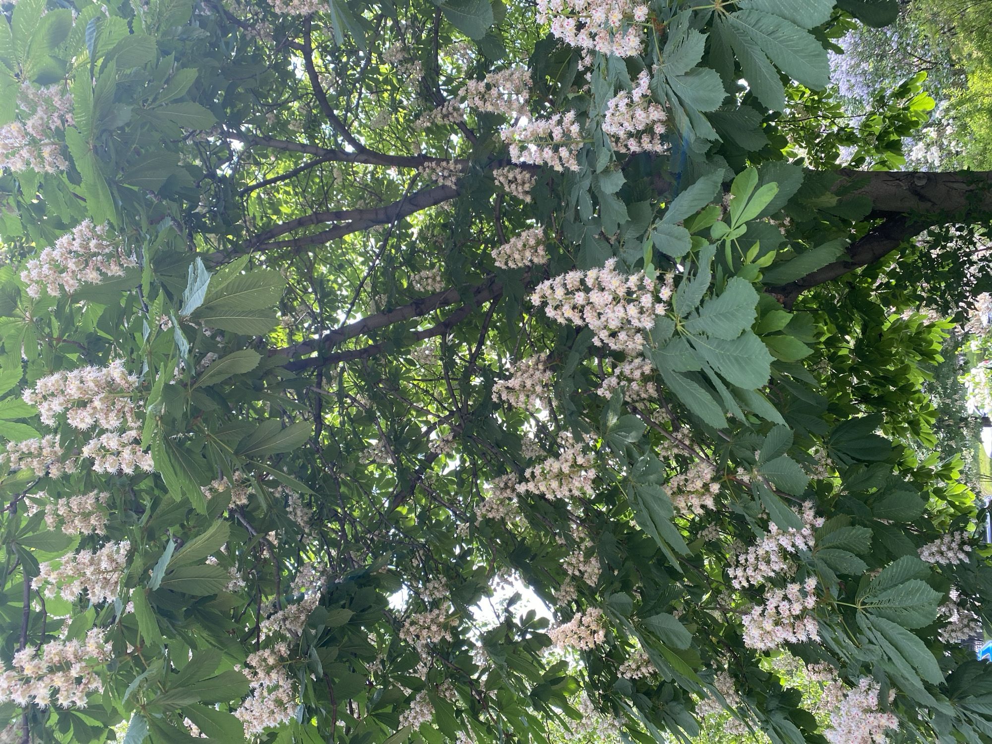 The image is a view looking up into a tree with dense green leaves and clusters of white flowers. The tree appears to be a horse chestnut, judging by the shape of the leaves and the flower clusters. The branches are visible through the foliage, creating a dappled effect with the sunlight. The location appears to be in an outdoor setting. The image hints to the location in Moscow, Russia.