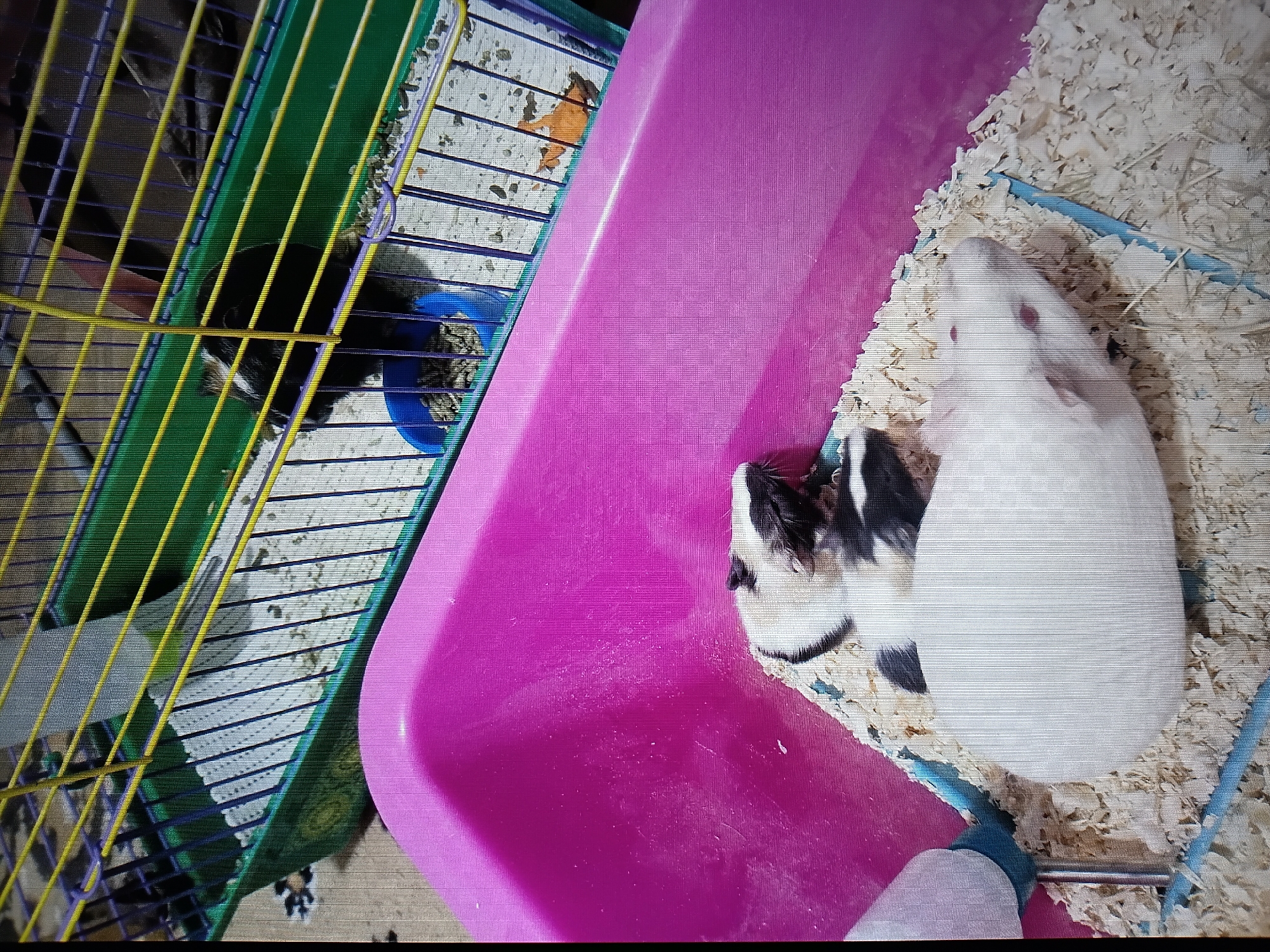 This image depicts a close-up view of two guinea pigs in a pink plastic habitat filled with wood shavings. One guinea pig is predominantly white with red eyes and is lying down, facing towards the left. The other guinea pig, partially visible above the white one, has black and white fur and appears to be grooming or resting. In the background, a multi-level wire cage with green and purple plastic components is visible. This cage contains a blue food bowl filled with pellets and has a white bedding material. A small orange object, possibly a toy or accessory, is also present in the background cage. The overall environment appears to be indoors, with a patterned floor visible beneath the cage. There is no discernible information in the image to indicate its location in Tiraspol, Moldova.